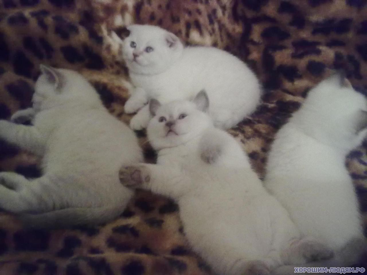 Котята от белой кошки и шотландца
