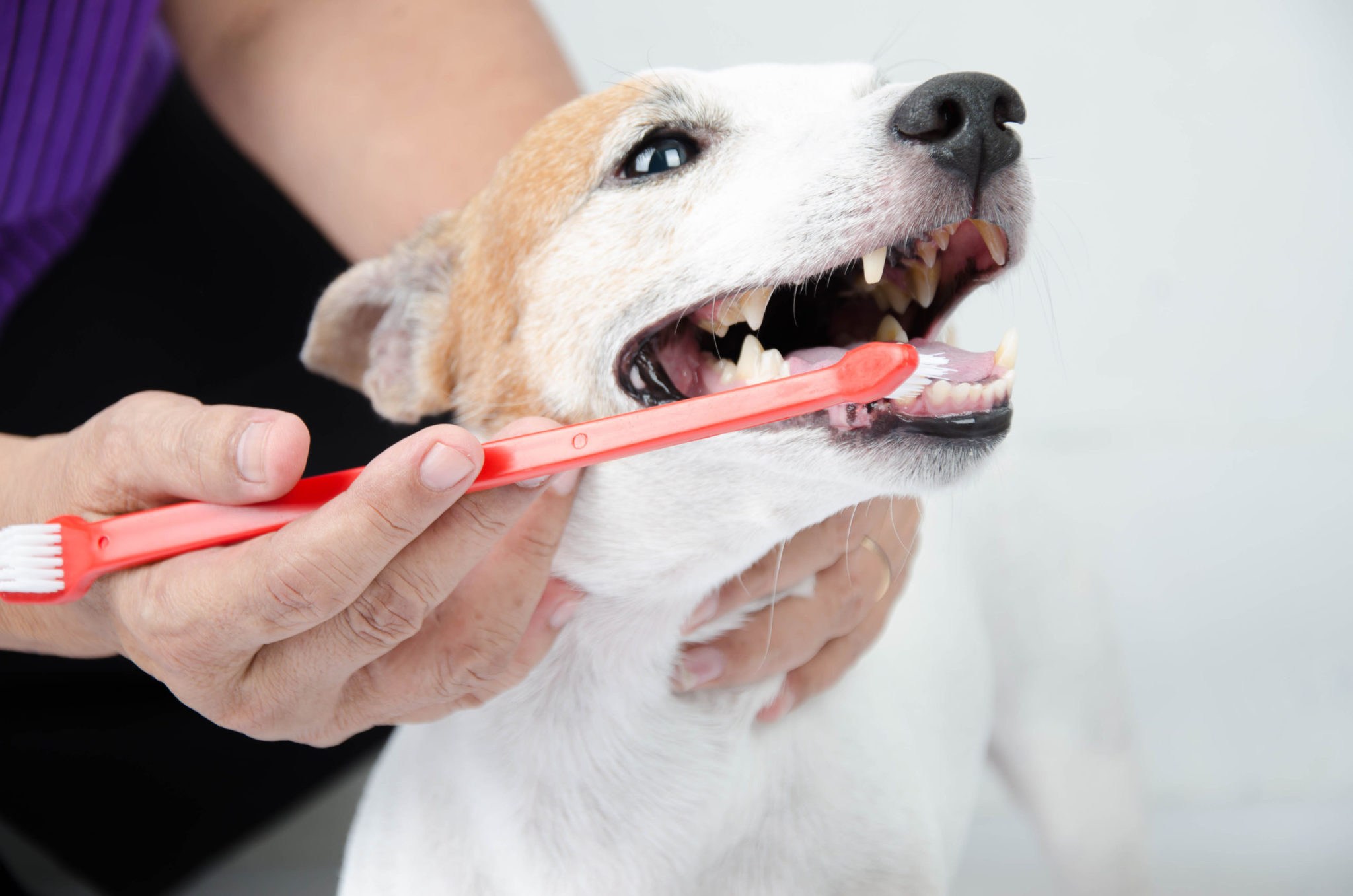 Ветклиники чистка зубов. Гигиена собак. Аппарат для чистки зубов собакам.