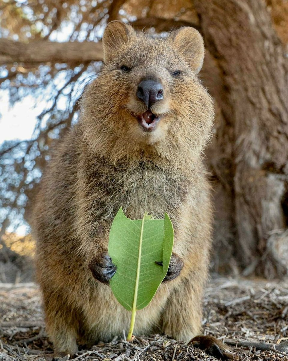 животные австралии смешные