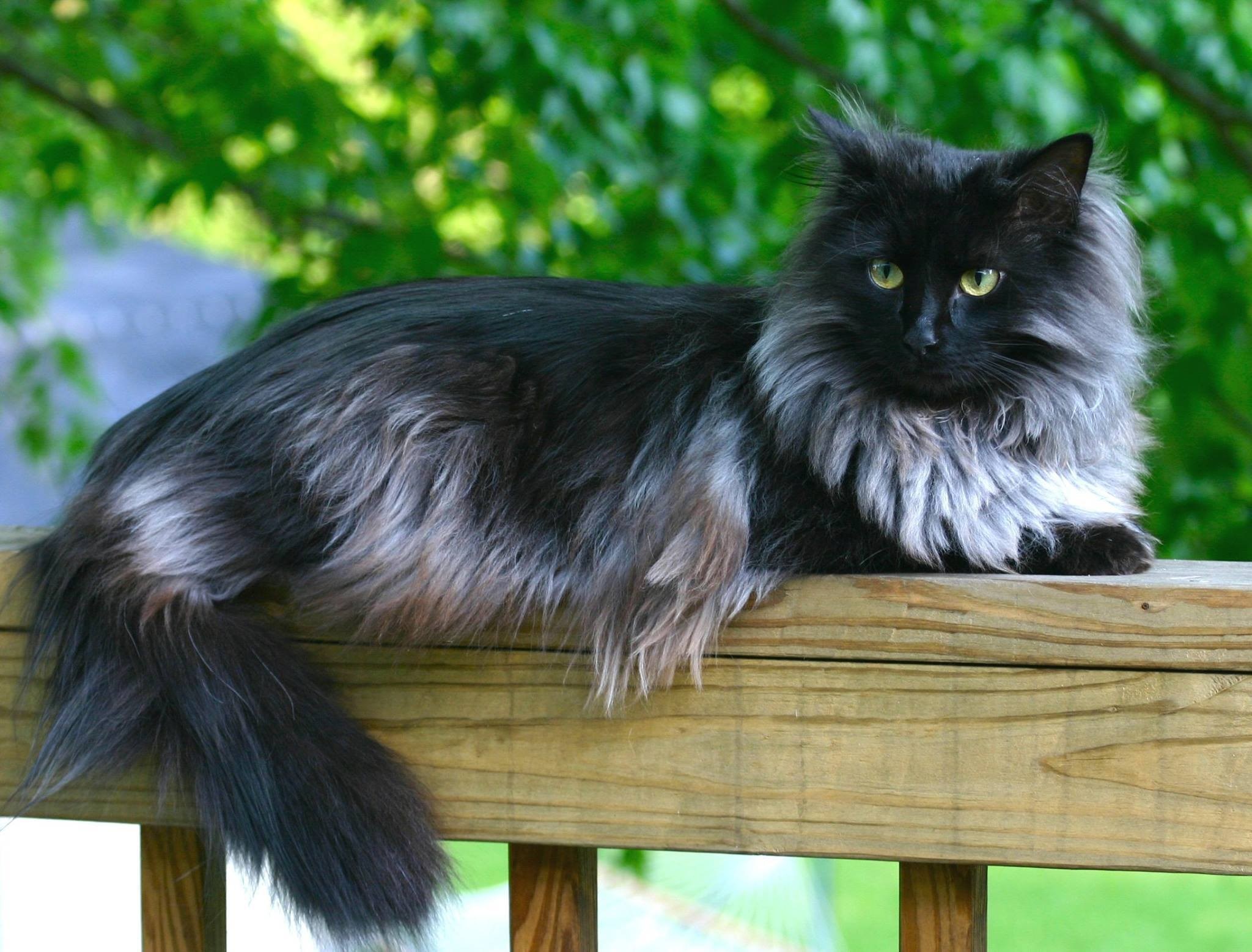 Норвежская лесная кошка черная - картинки и фото koshka.top