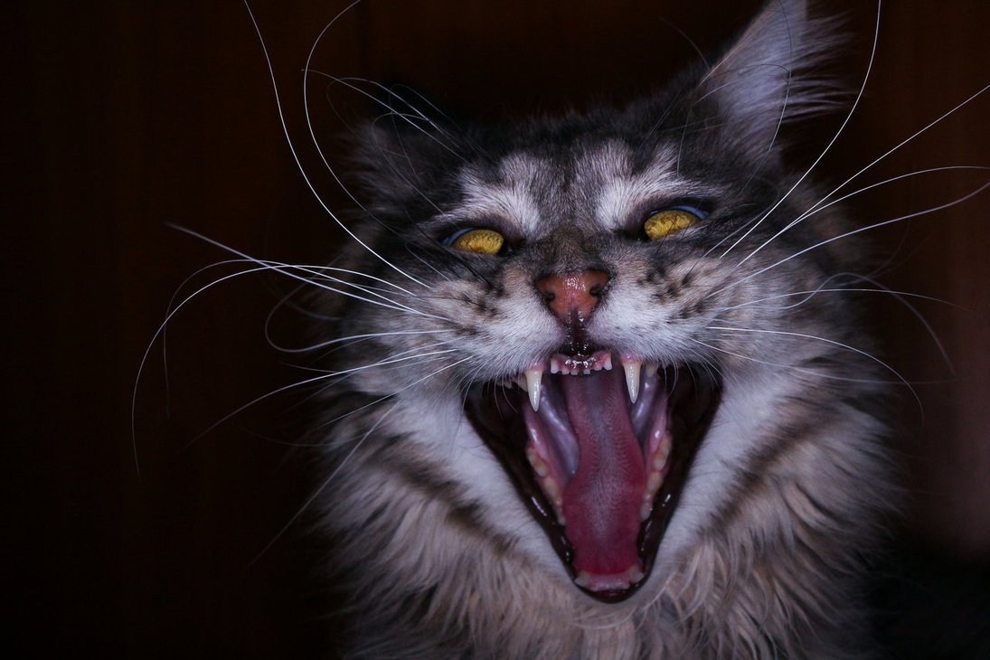 Scared cat. Злая кошка. Бешеная кошка. Разъяренная кошка. Кот шипит.