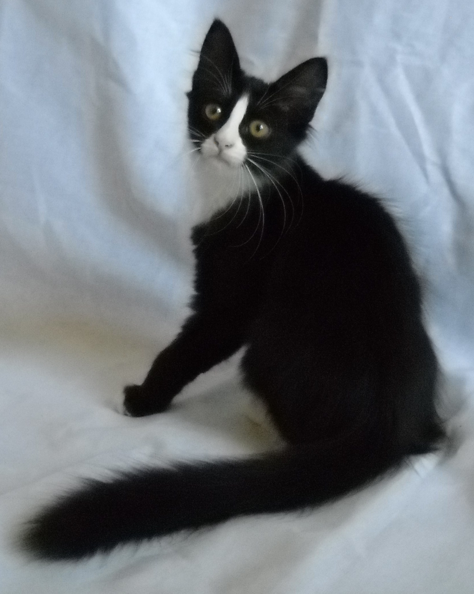 Турецкая ангора кот черный с белым - картинки и фото koshka.top