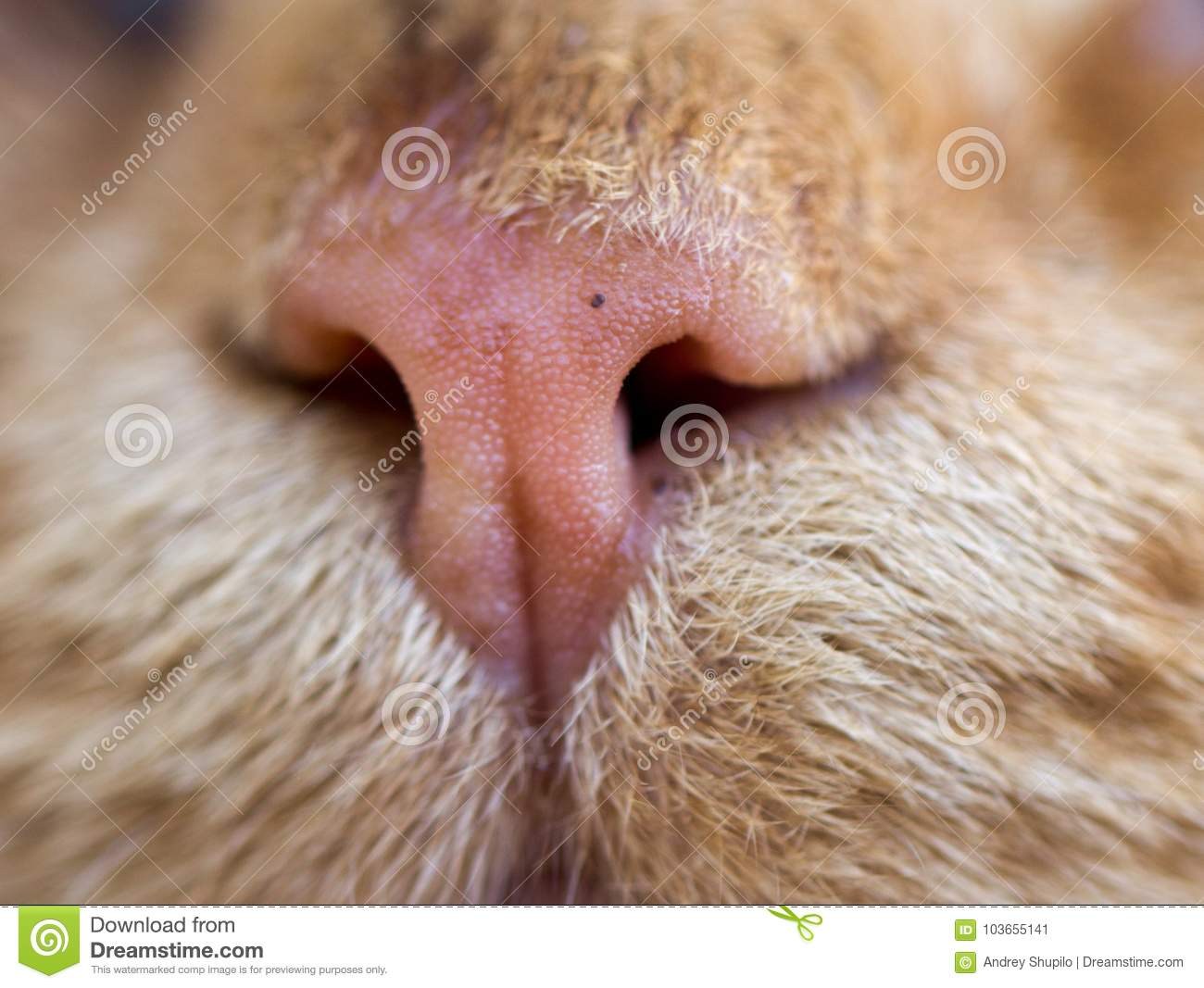 Кошка вода нос. Кошачий нос. Носы котов.