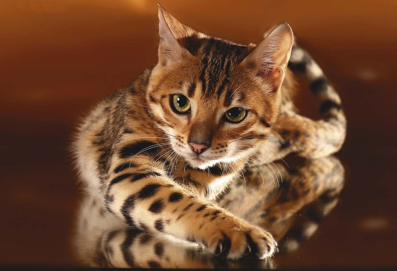 Хорошая кошка бенгальская. Кошка породы бенгал. Кошка пятнистая Бенгальская. Бенгальская леопардовая кошка. Пятнистая кошка порода Бенгальская.