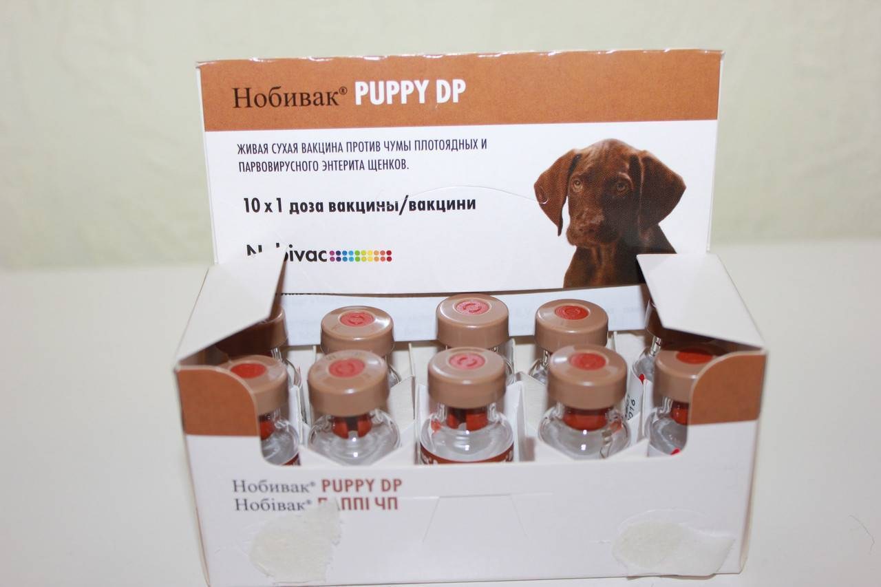 Купить прививку для собак нобивак