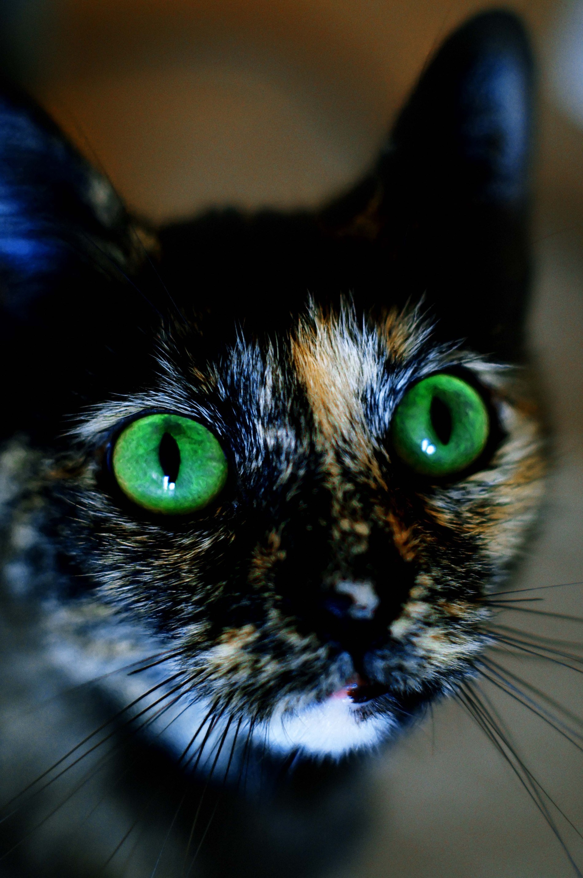 Редкие цвета кошек. Кошка с зелеными глазами. Кошачий глаз. Кошечка с зелеными глазами. Кошка с заебенными глазами.