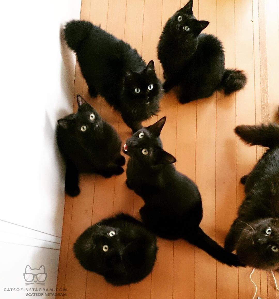 Черная кошка с котятами