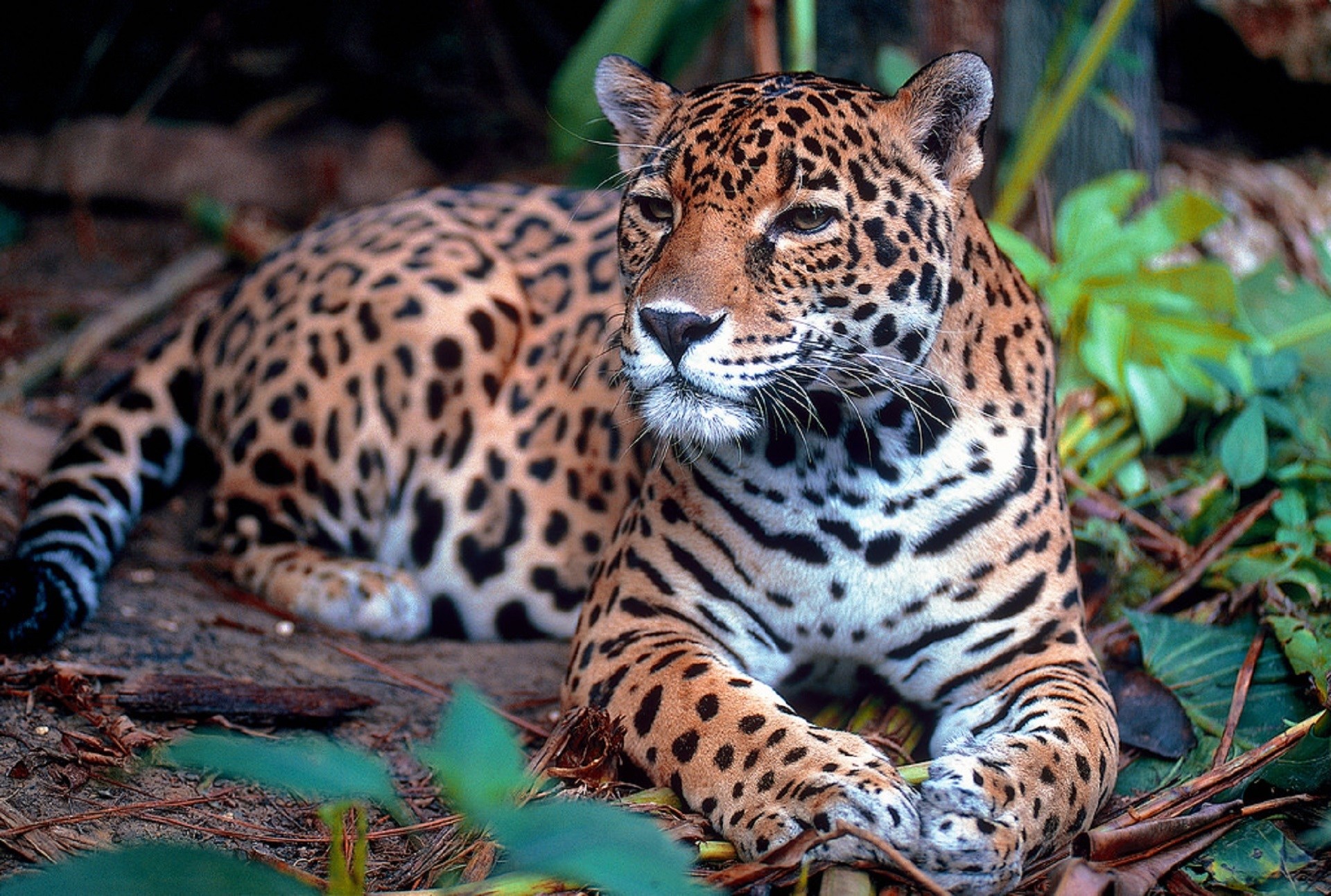Пестрый леопард. Ягуар Panthera onca. Ягуар Южная Америка. Ягуар животное. Пятнистый Ягуар.