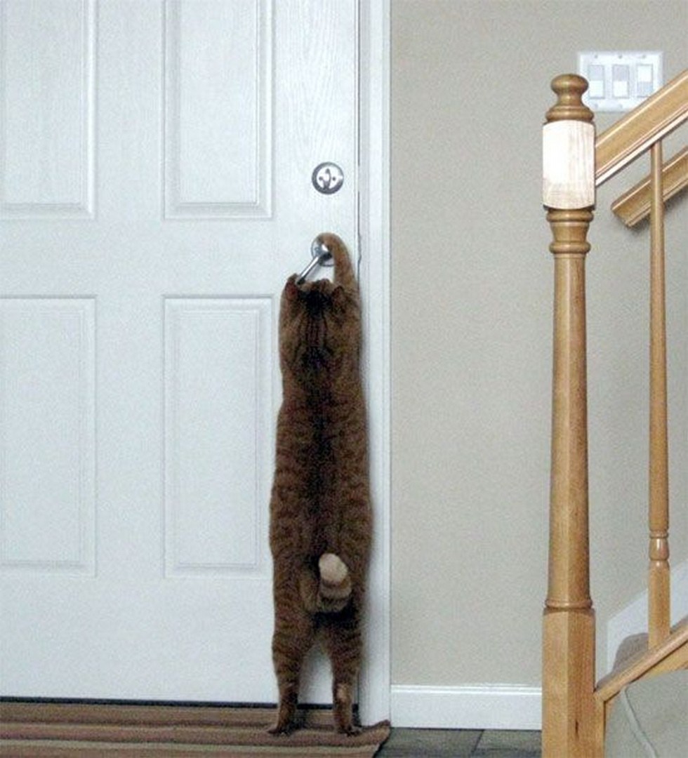 Открывает двери всем желающим. Кот открывает дверь. Смешные двери. Кот под дверью. Смешной кот открывает двери.