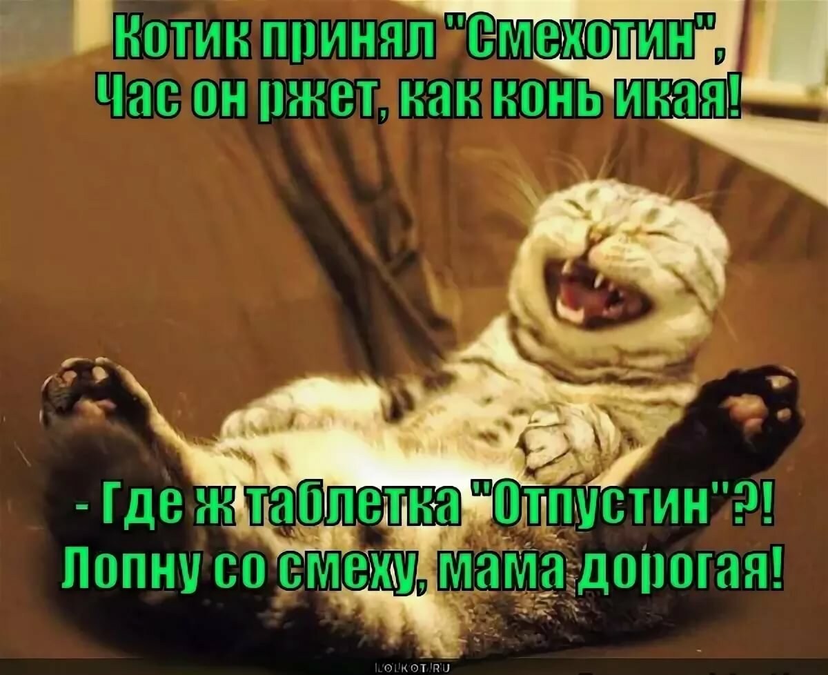 Плачем от смеха. Кот смеется. Кот ржет. Лопнул от смеха. Щас лопну от смеха.