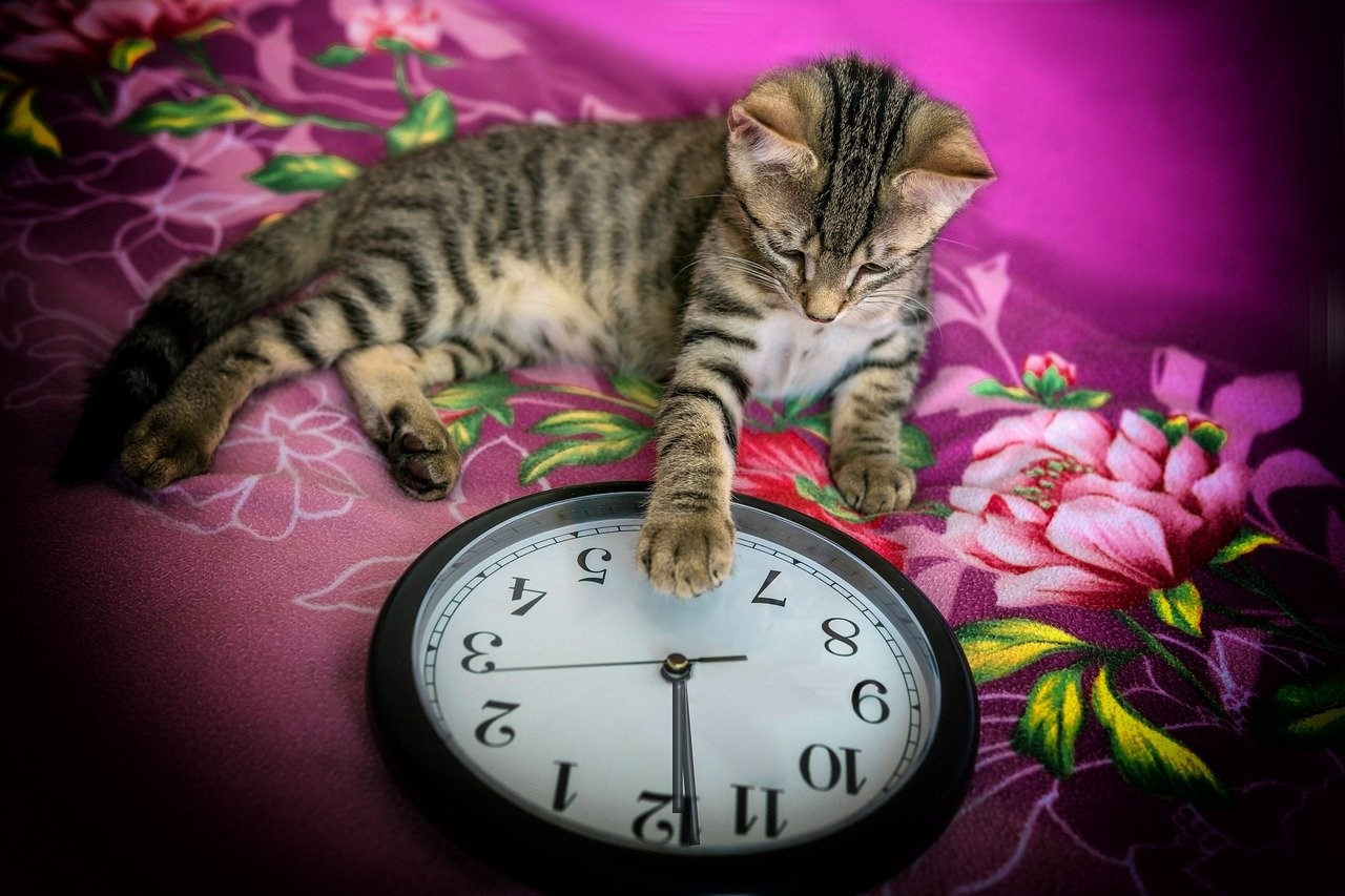 Кот и часы