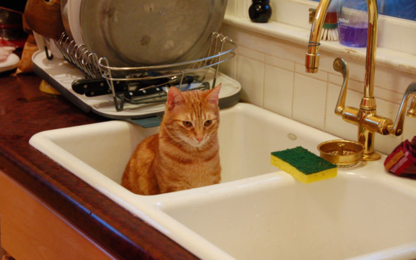 Рыжий кот в раковине