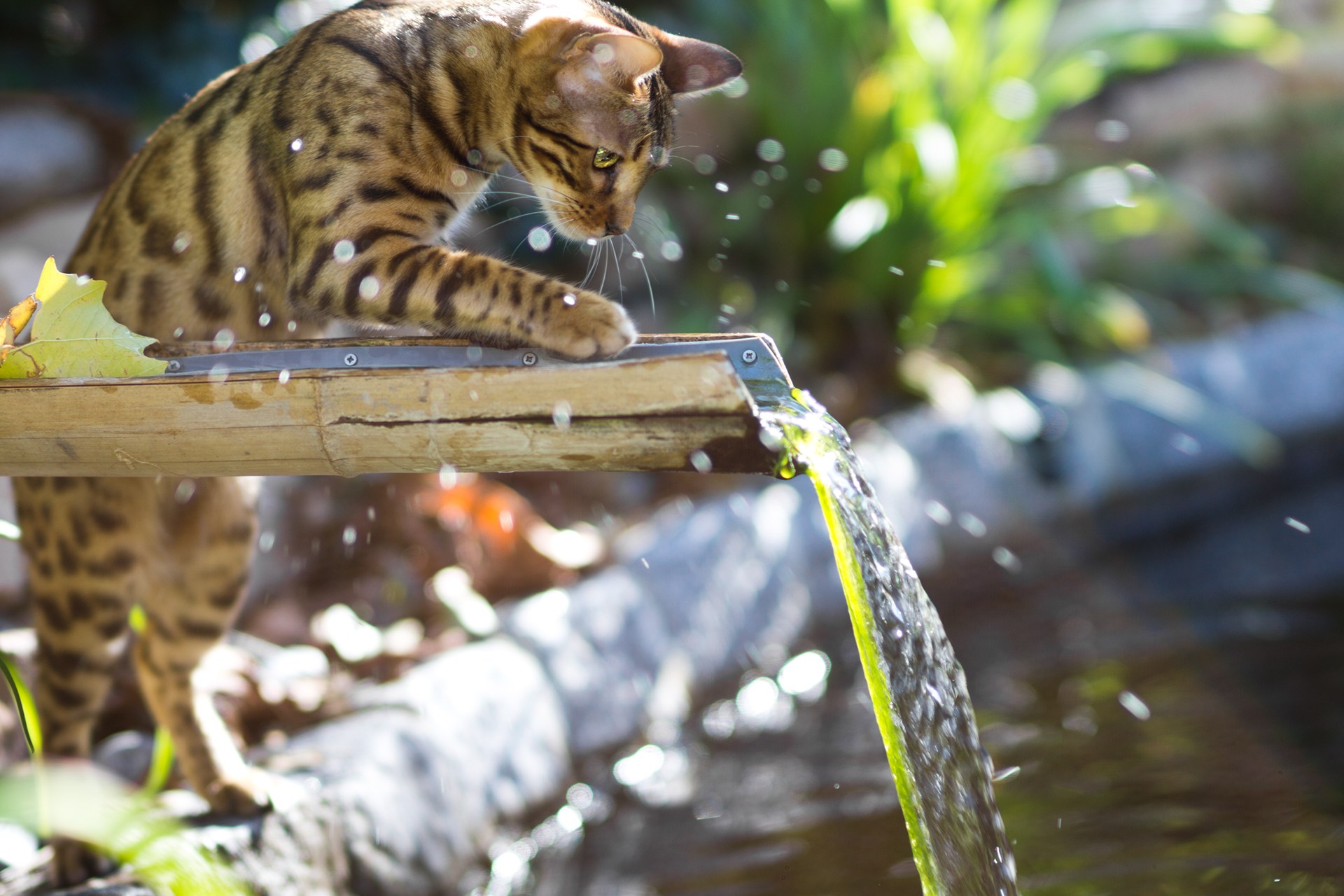 Кошка любил плавать. Бенгальская кошка. Кошка в воде. Бенгальский кот на природе. Бенгальский кот купается.