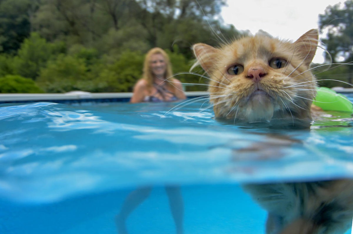 Кошка в бассейне