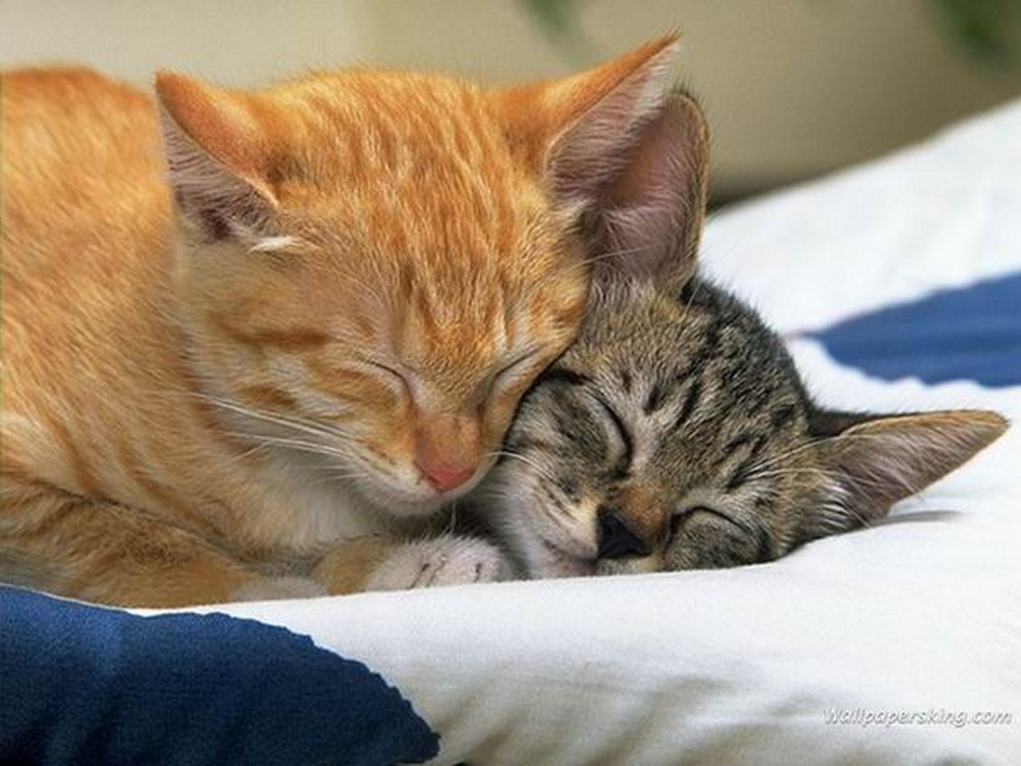 Внутрь киски мамы. Кошки любовь. Коты любовь спят. Рыжая кошка с котятами. Кошки обнимашки.