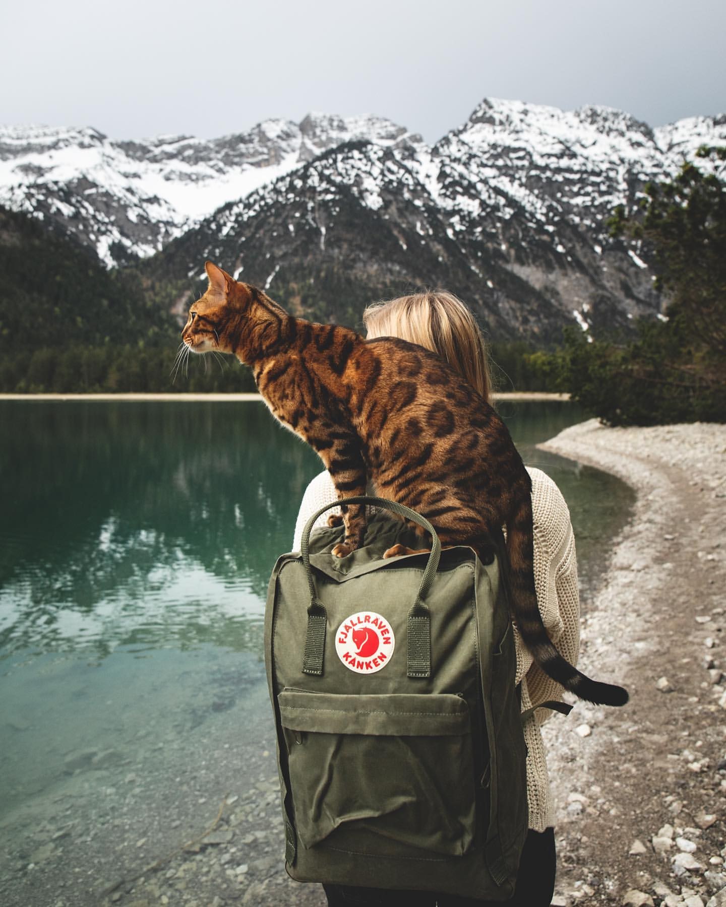 Кот путешественник с рюкзаком