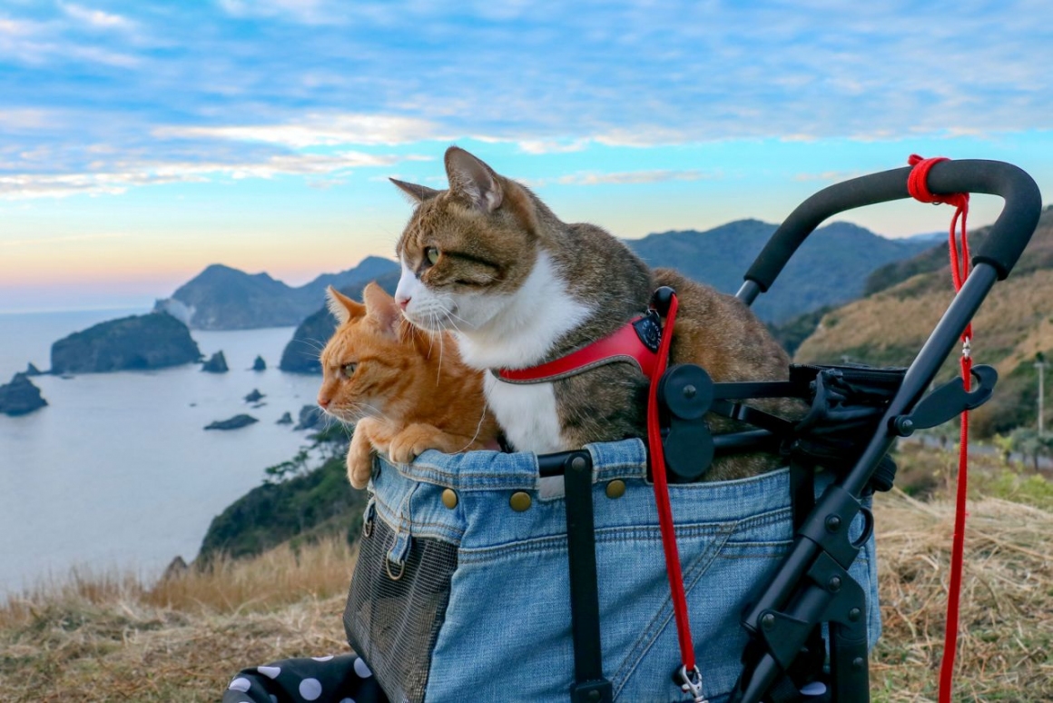 Кот в рюкзаке за спиной