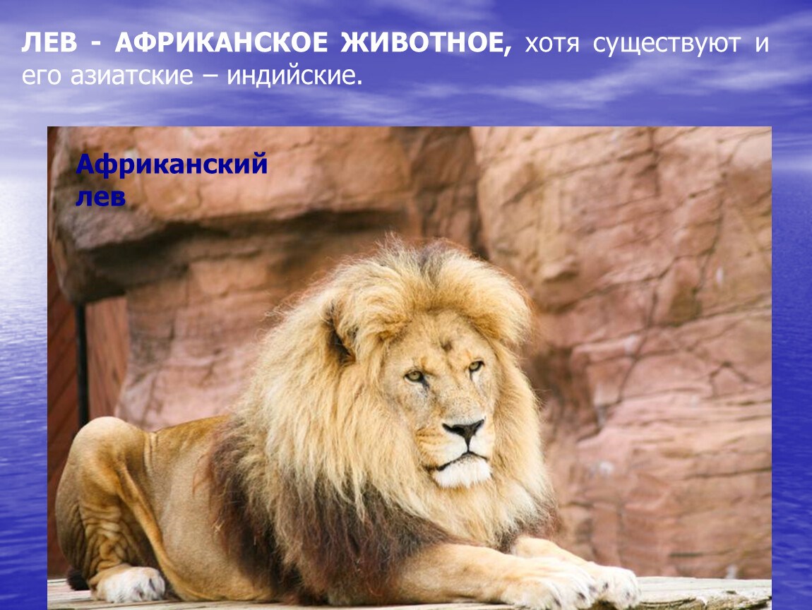 Информация про львов. Африканский Лев. Лев для презентации. Презентация на тему животное Лев. Рассказ про Льва.