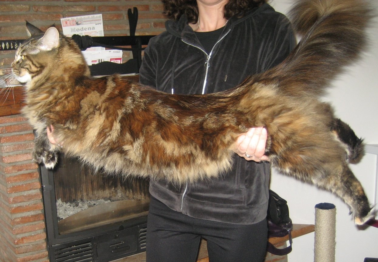 Кошки самой крупной породы. Большой кот Мейн кун. Гигантский Мейн кун. Большой домашний кот Мейн кун. Самые большие коты порода Мейн кун.