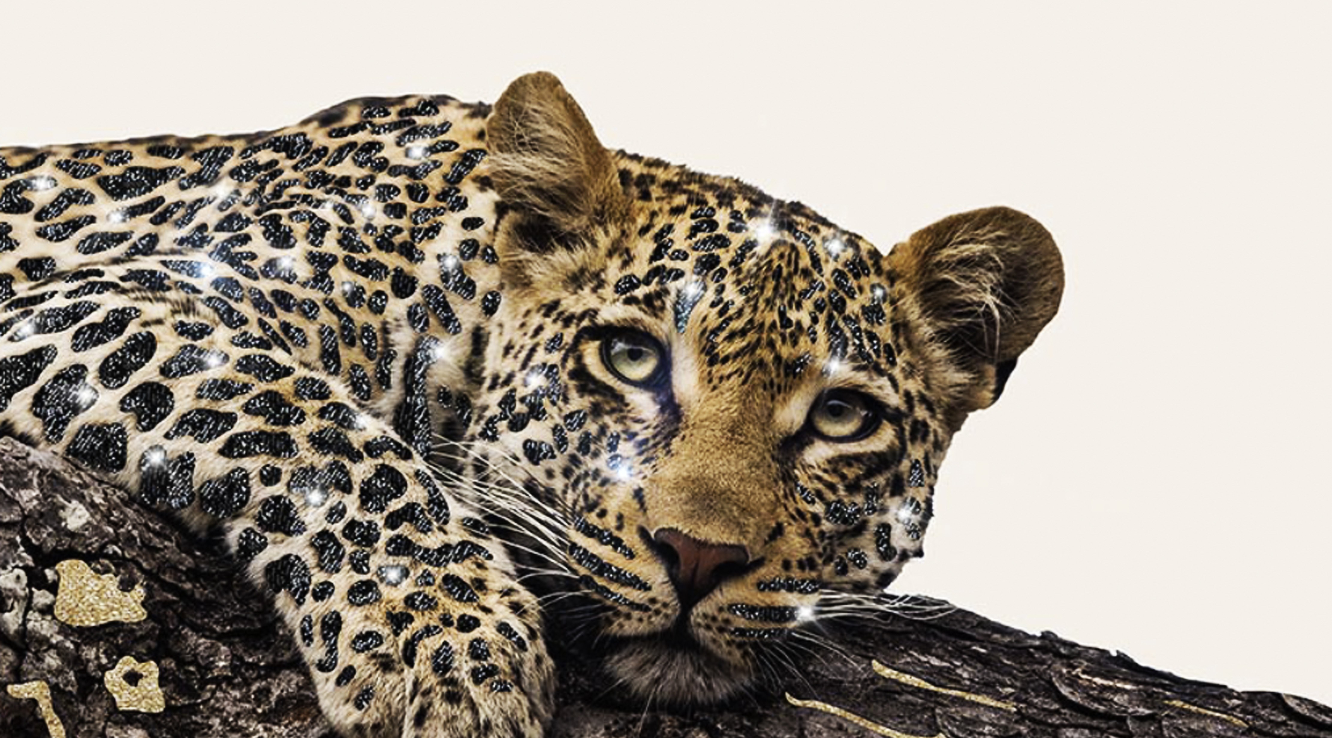 Леопард Эстетика
