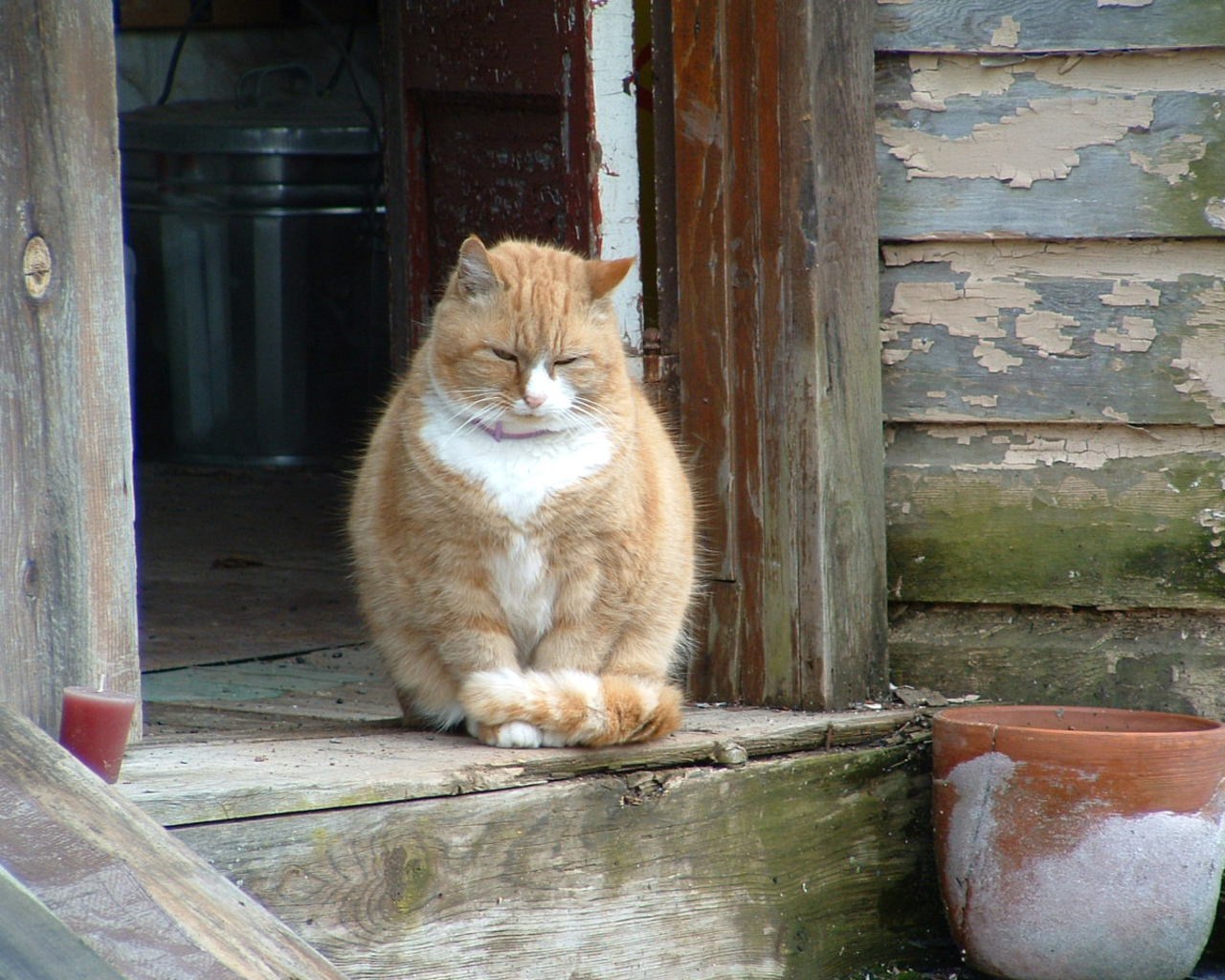 Пороге домой. Рыжий деревенский кот. Кот на крыльце. Рыжий кот на крыльце. Кот на пороге.