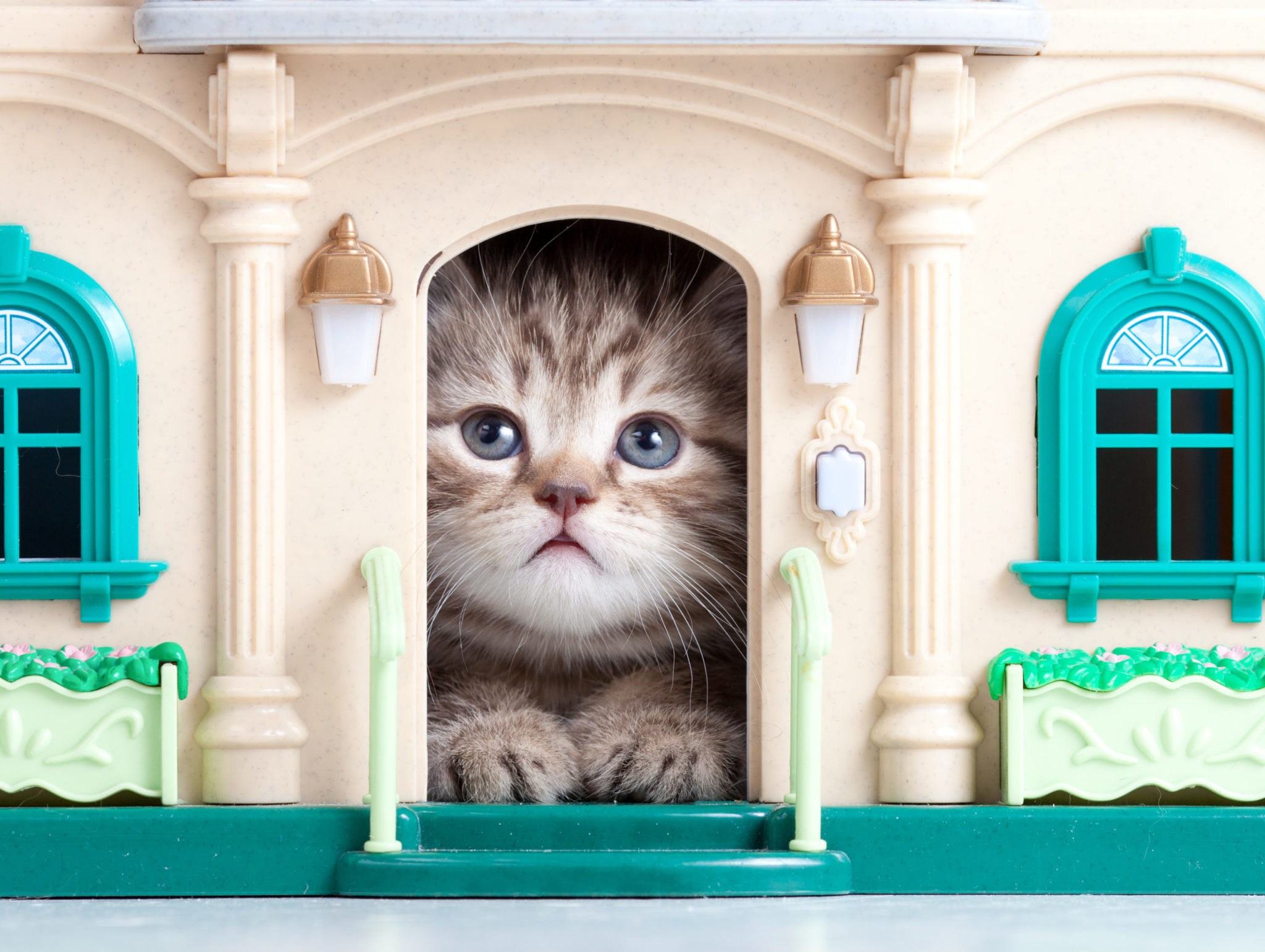 Картинки домики для котят