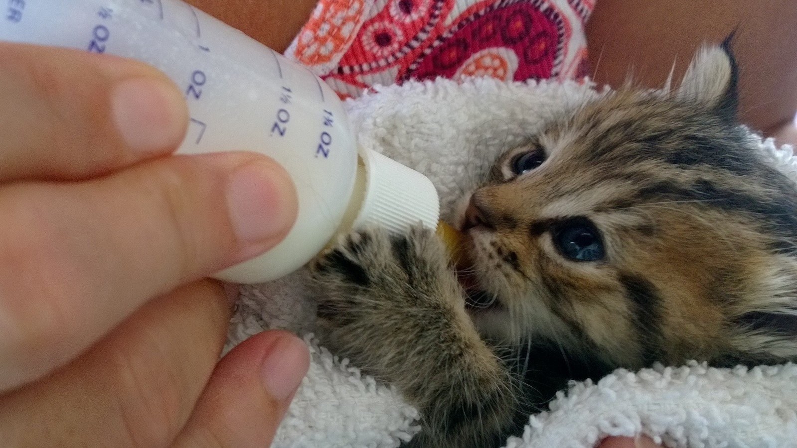 Вскармливание новорожденных котят. Котенок пьет из бутылочки. Как накормить котенка. Маленький котенок. Как выкормить новорожденного котенка