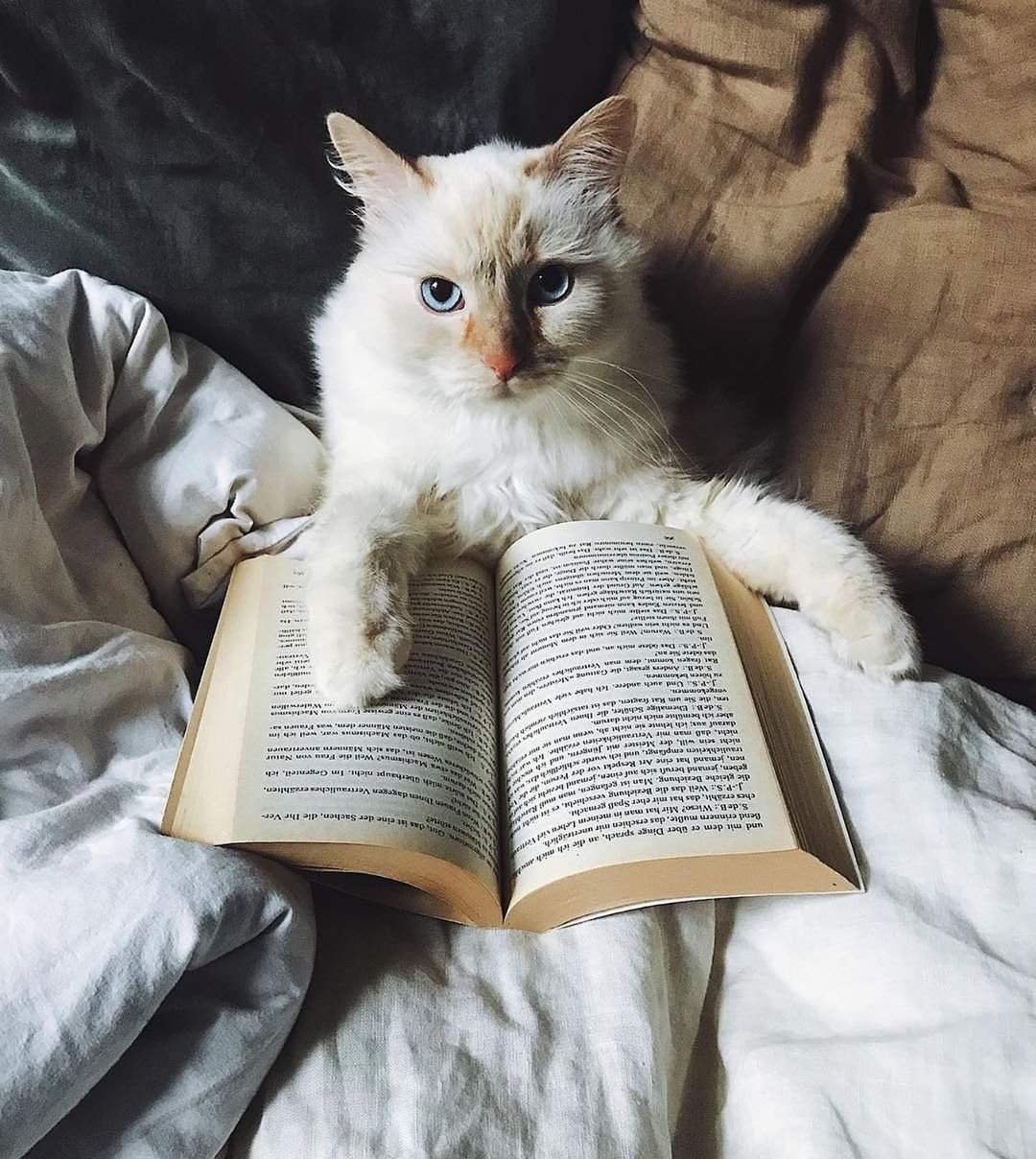 Кот читает книгу