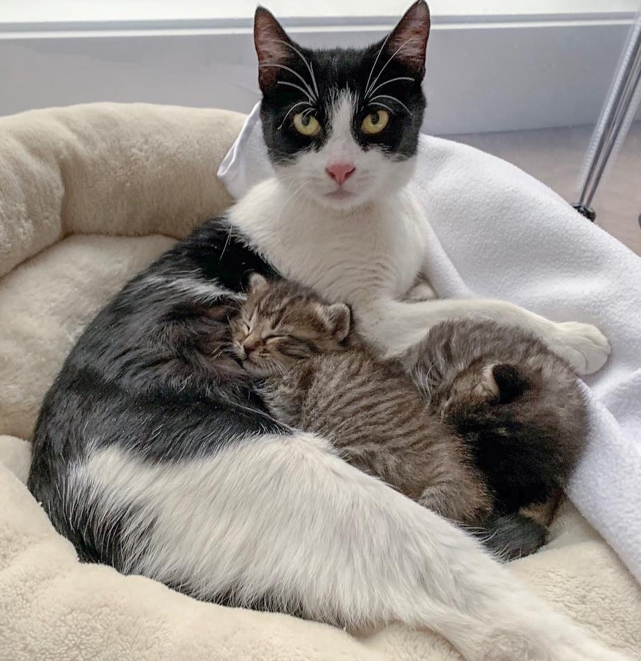 Мама принесла котенка. Мама кошка. Кошка с котятами. Мама кошка и котенок. Котята с мамой.