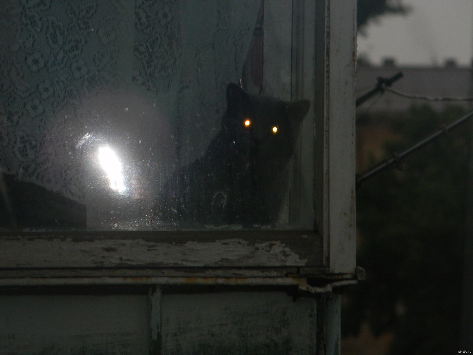 Страшный кот в темноте