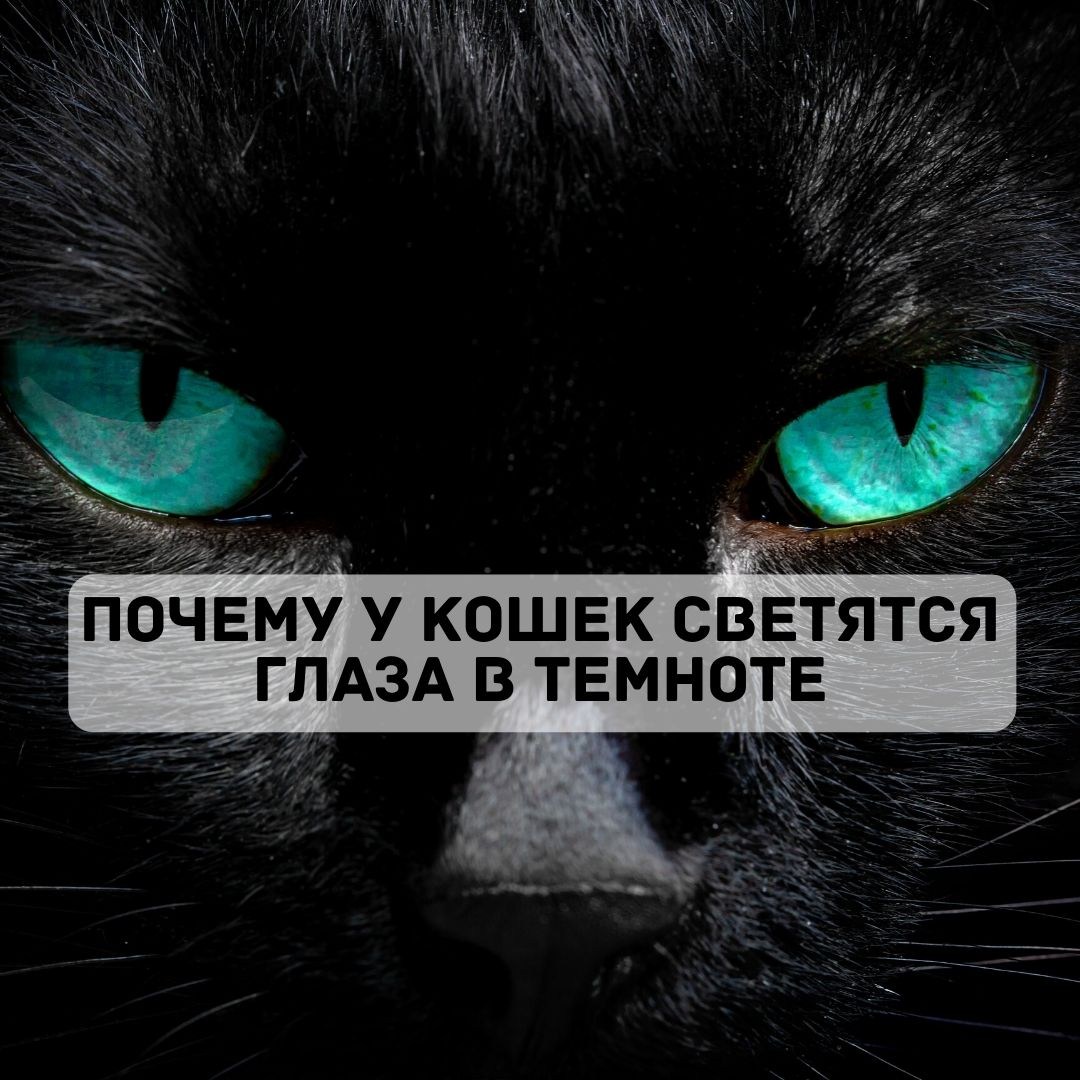 Почему у кошки светятся глаза в темноте. У кота светятся глаза в темноте. Кот со светящимися глазами. Светящиеся кошачьи глаза. Светящиеся кошачьи глаза в темноте.