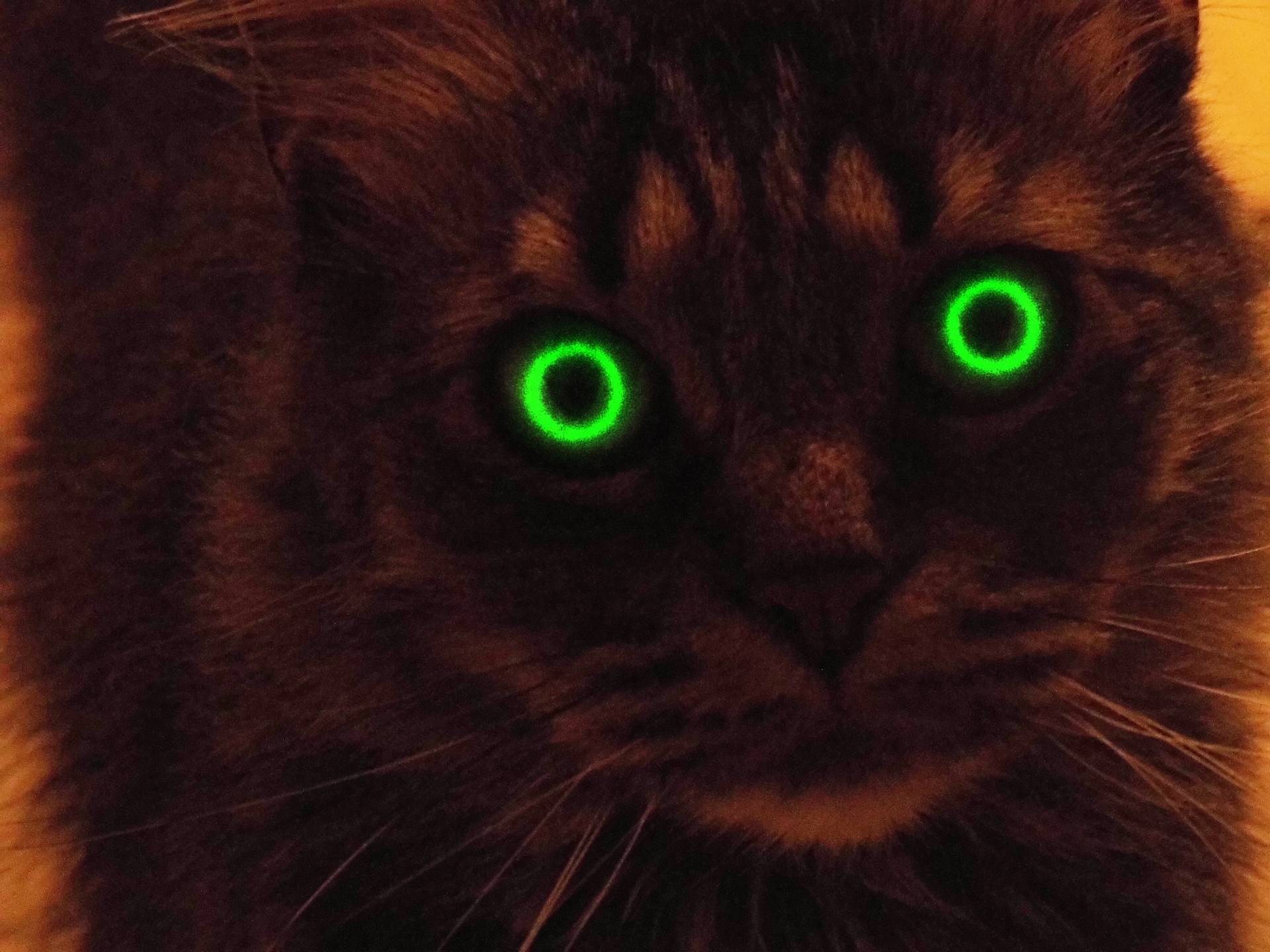 Посвети глазами. Кошка с горящими глазами. Светящиеся кошачьи глаза. Кошачий глаз зеленый.