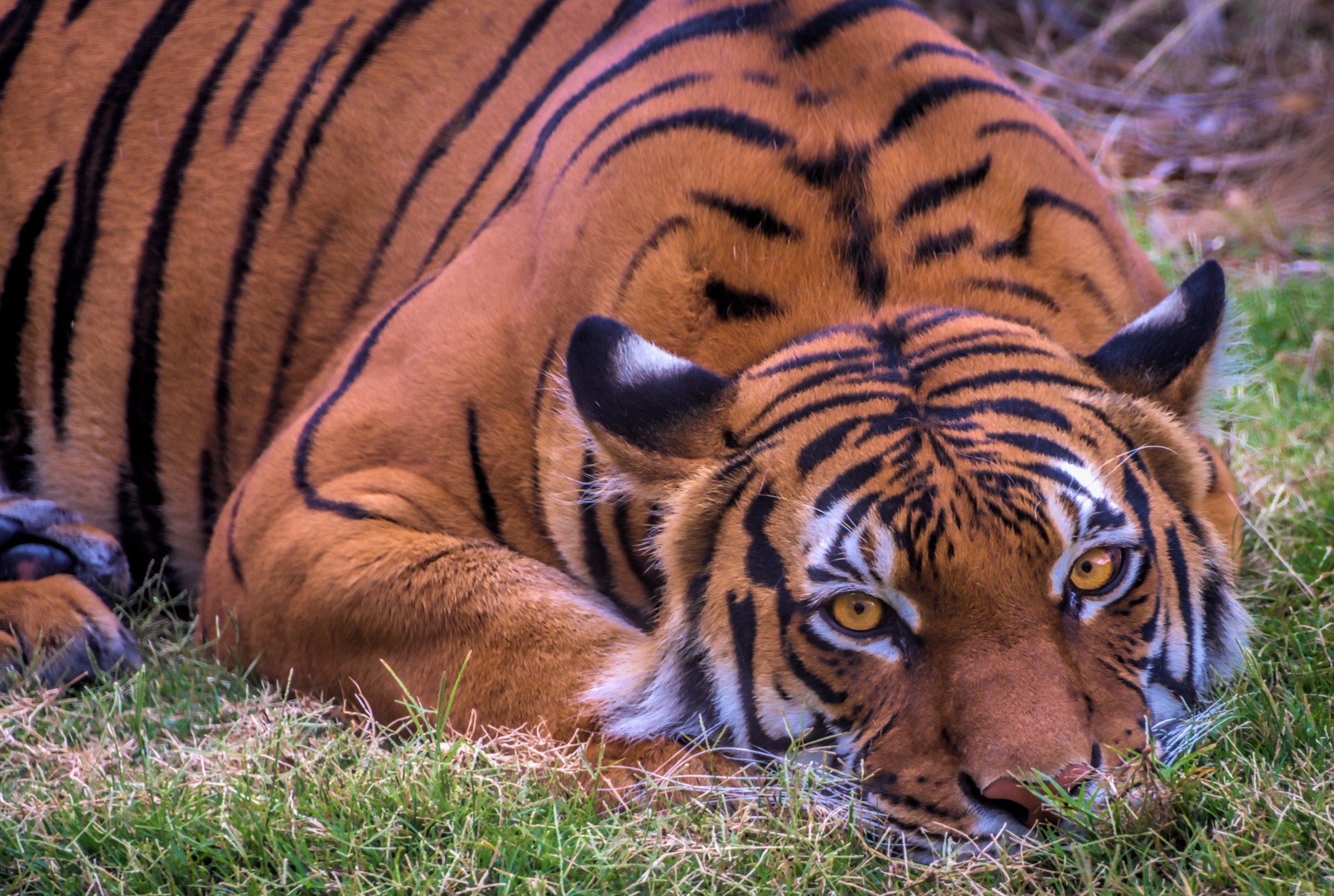 Заставки красивые тигры. Тигры Прайд. Индокитайский тигр. Земляной тигр. Оранжевый тигр.
