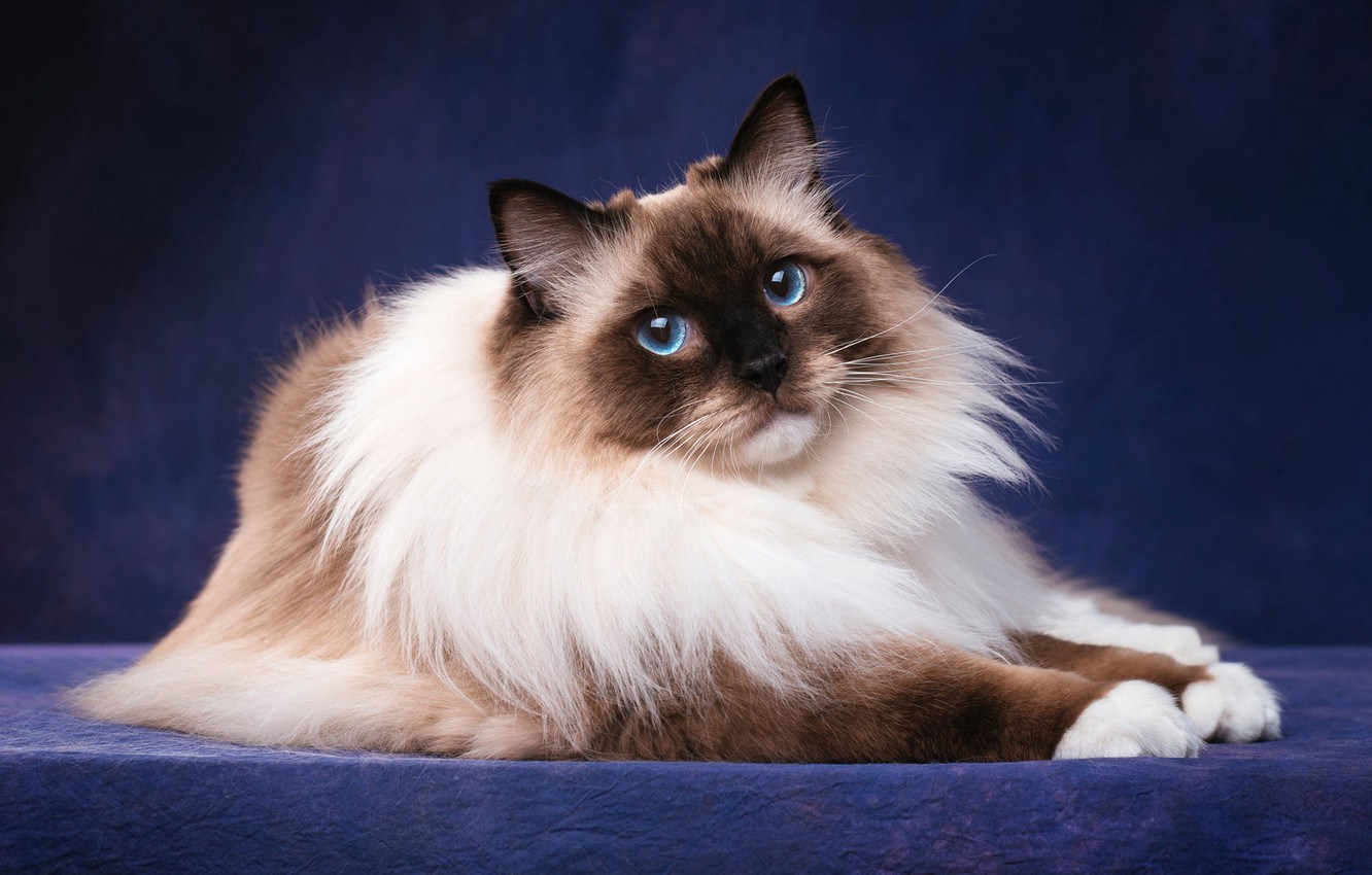 Пушистая сиамская кошка порода - картинки и фото koshka.top