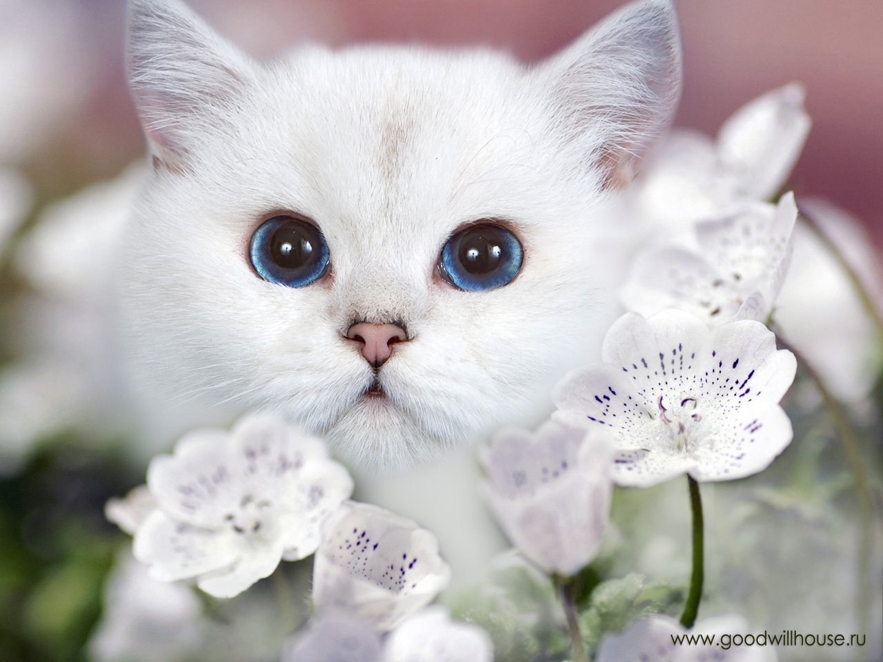 Белая киса. Красивые котята. Красивые кошки. Милые кошки. Красивая белая кошка.