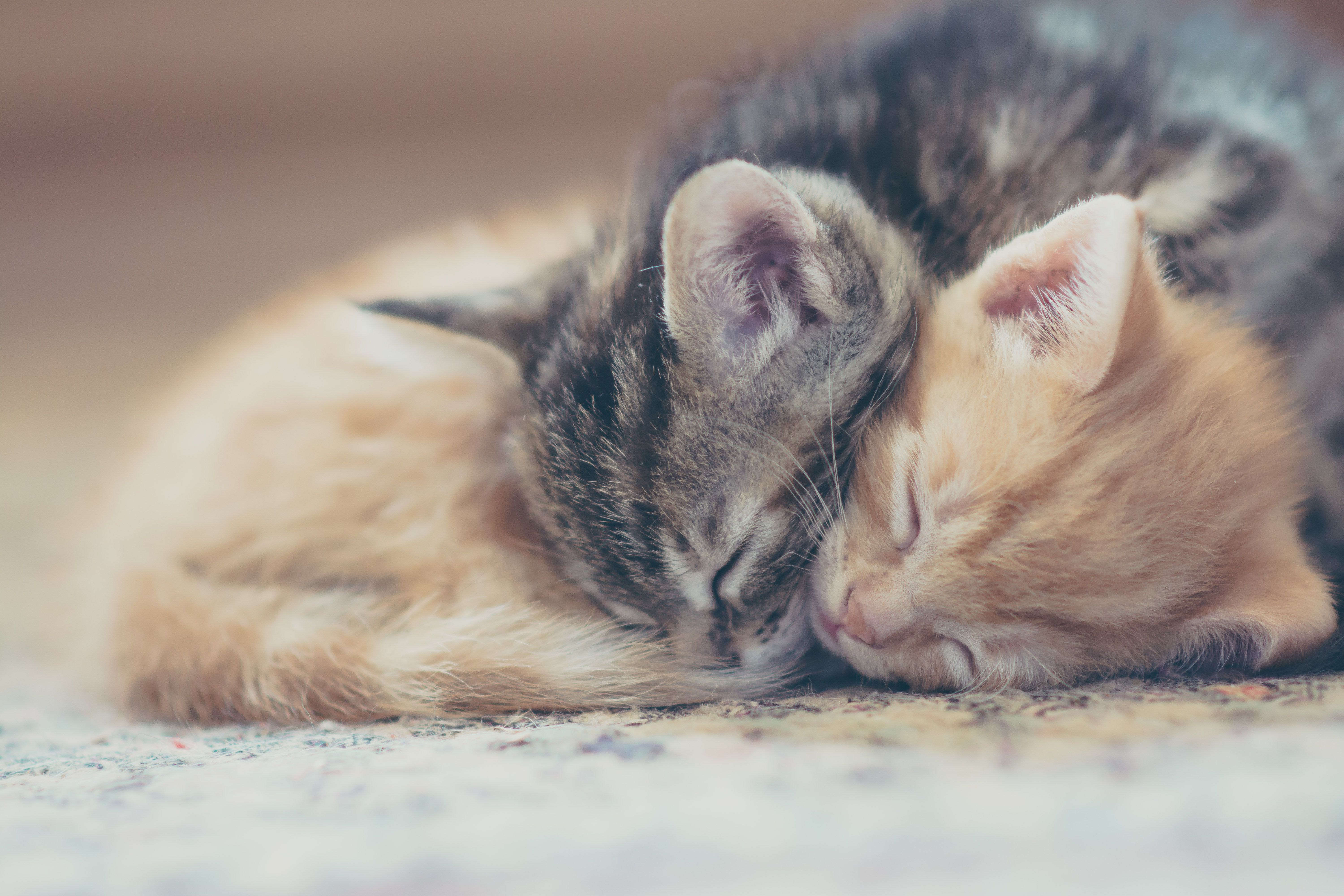Кошки спят вместе. Милые кошки. Нежные котята. Котики обнимаются. Котята в обнимку.