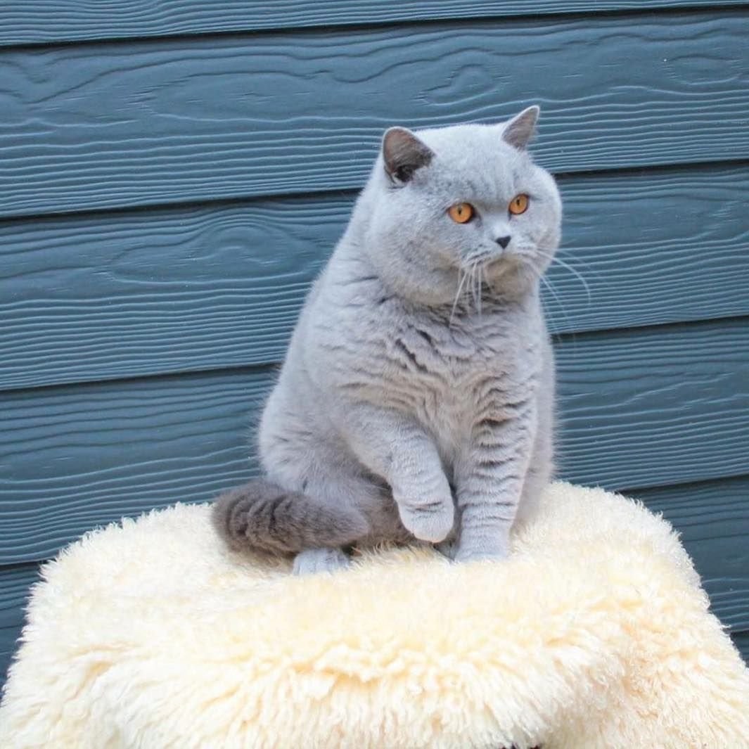 Толстый британец кот белый