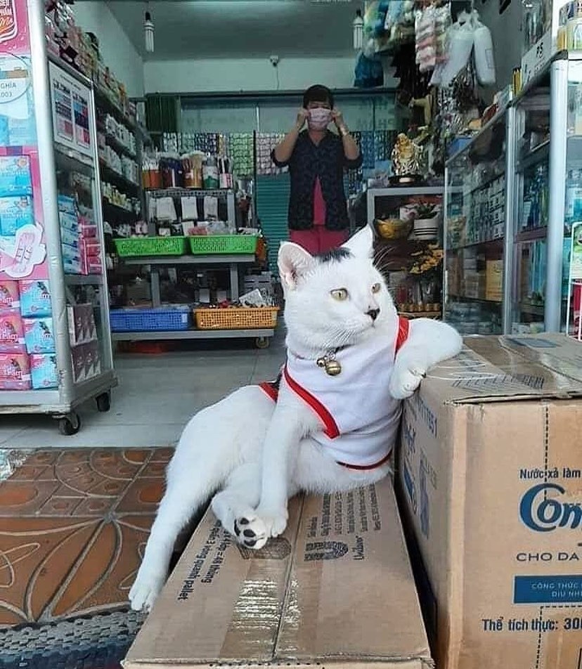 Cat shopping. Кошка в магазине. Коты продавцы. Коты смешные в магазине. Кот продавец.