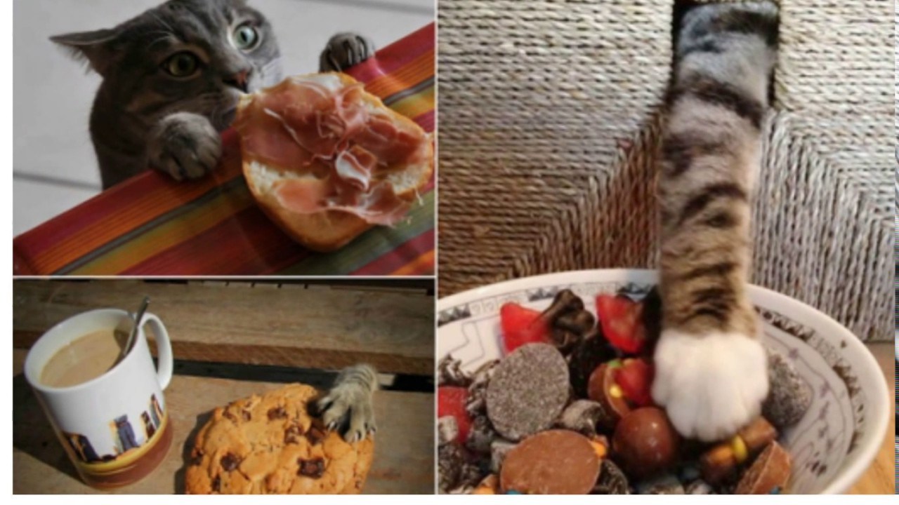 Украли печенье. Котик с едой. Еда для кошек. Коты крадут еду. Кот ворует еду.