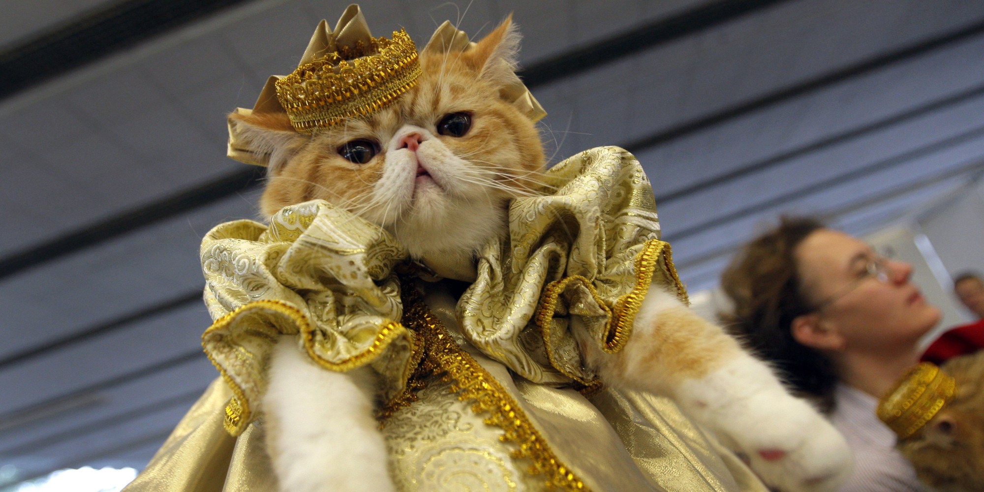 Кошка в королевском платье