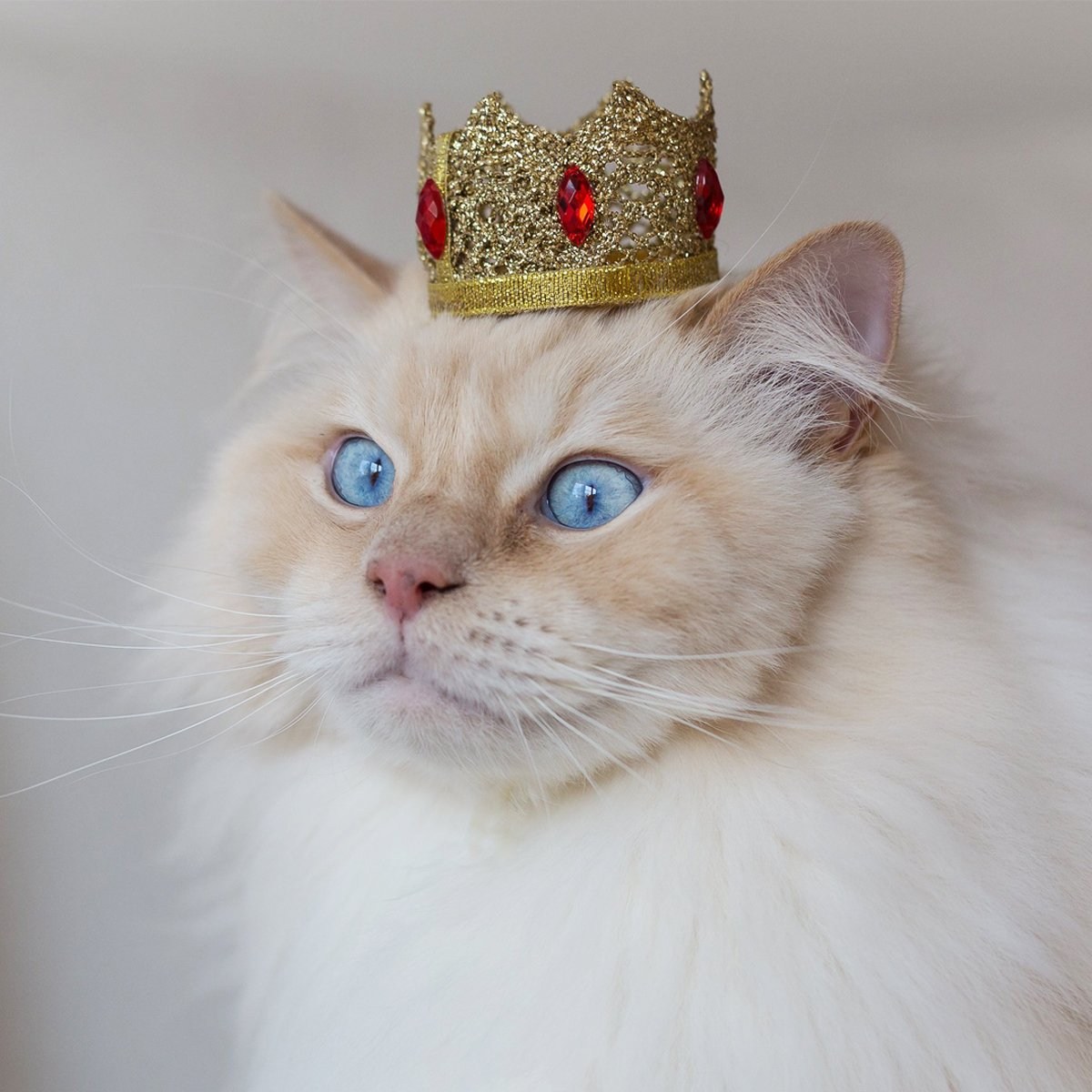 Котик с короной