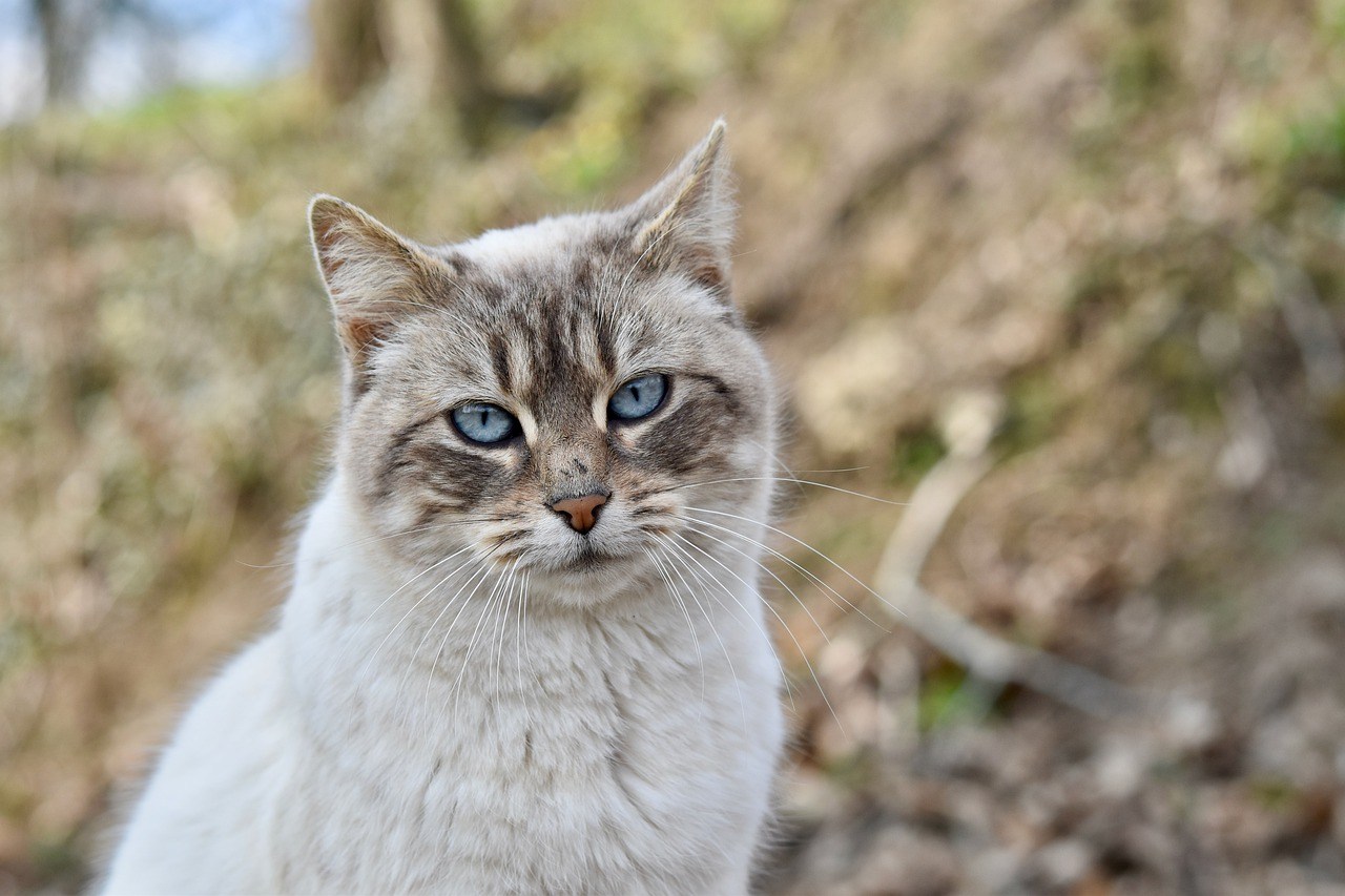 Аналостанка Королевская порода кошек фото