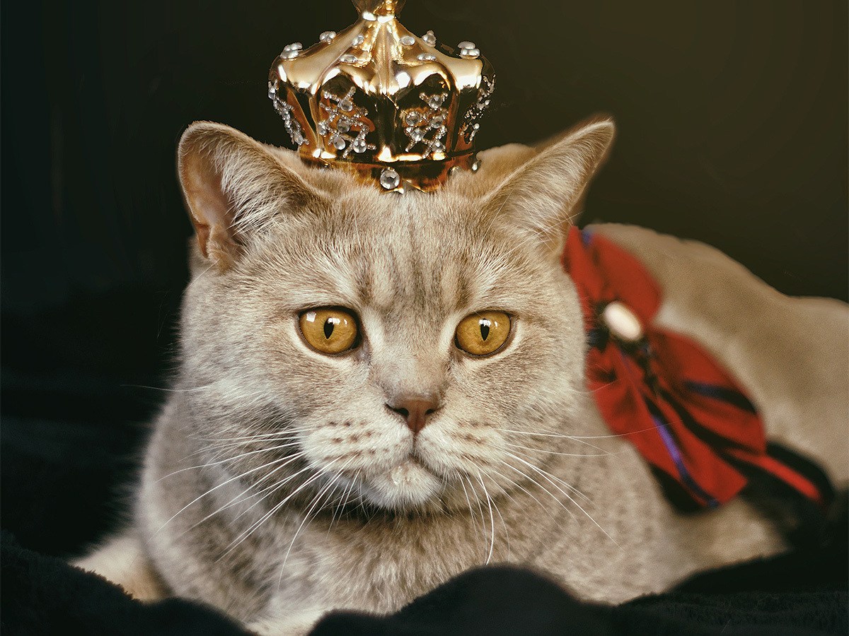 Король кошек