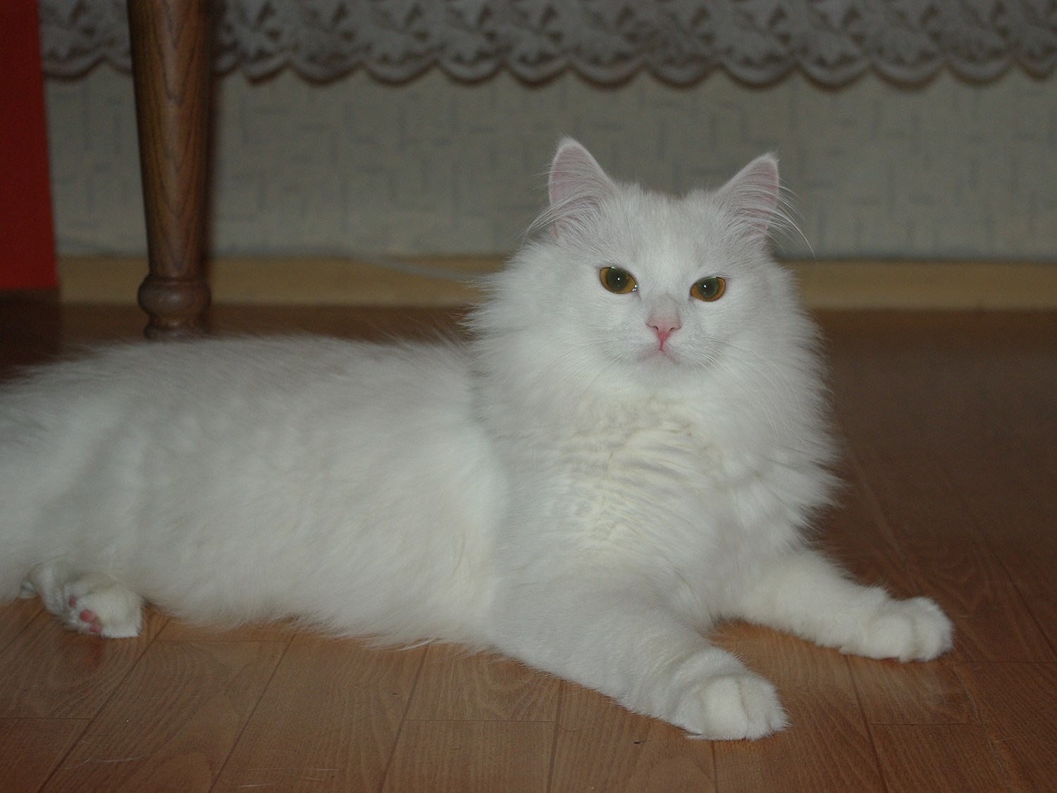 Белый длинношерстный кот