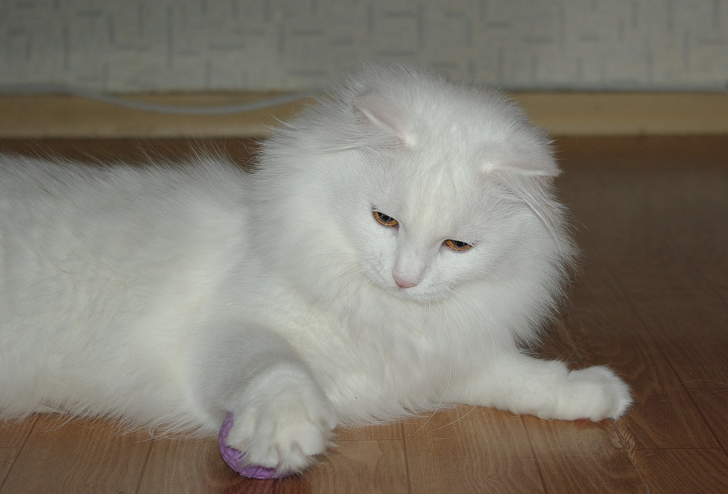Белый длинношерстный котенок