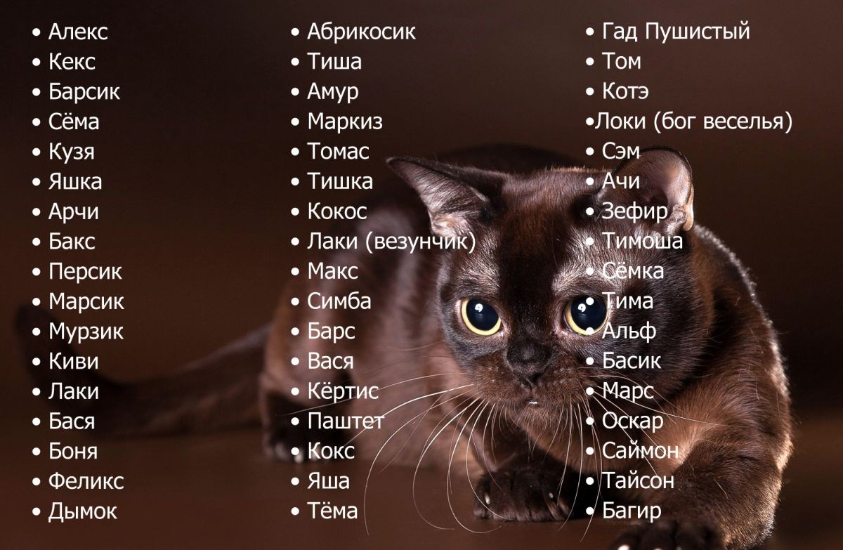 Самые популярные и меня для котов - картинки и фото koshka.top