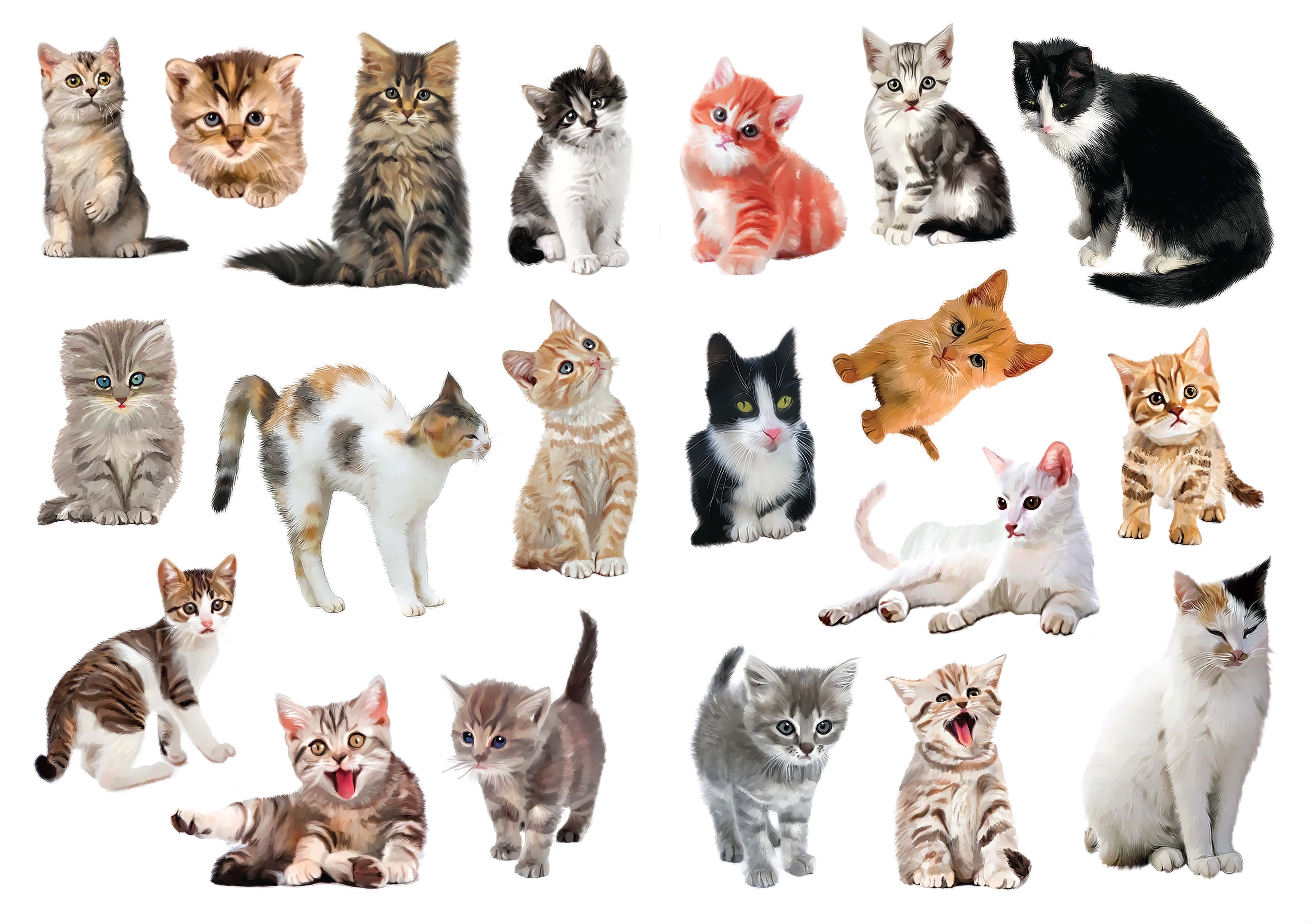 Как называют кошек имена красивые. Красивые имена для кошек. Красивые имена для кошечек. Красивые кошки с названием. Имена для котят мальчиков.