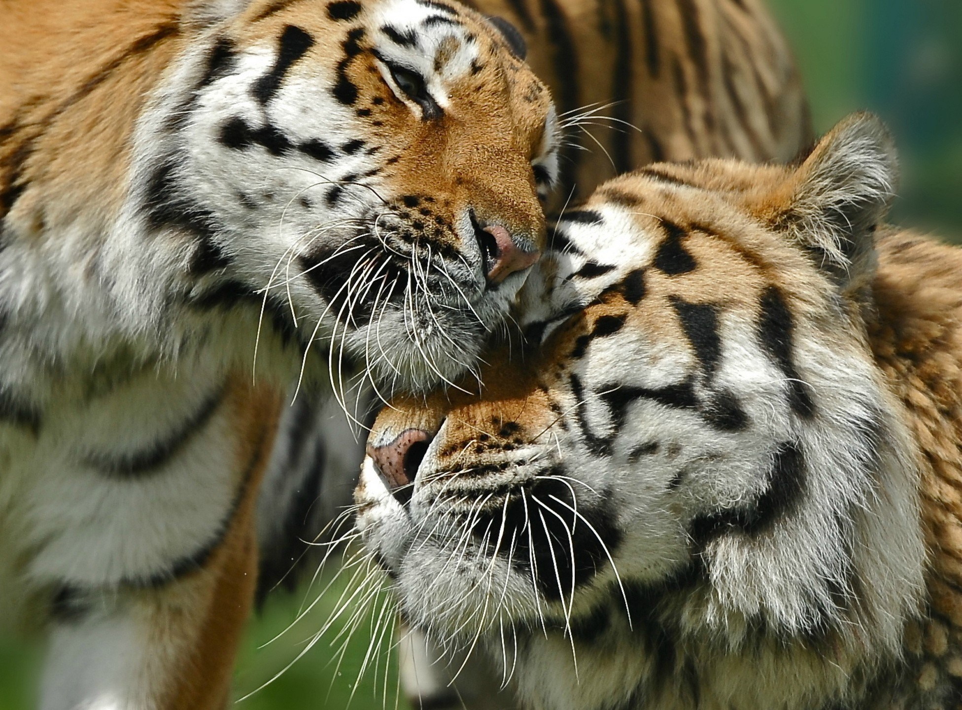 Animal coupling. Тигр. Пара тигров. Тигр обои. Тигрица.