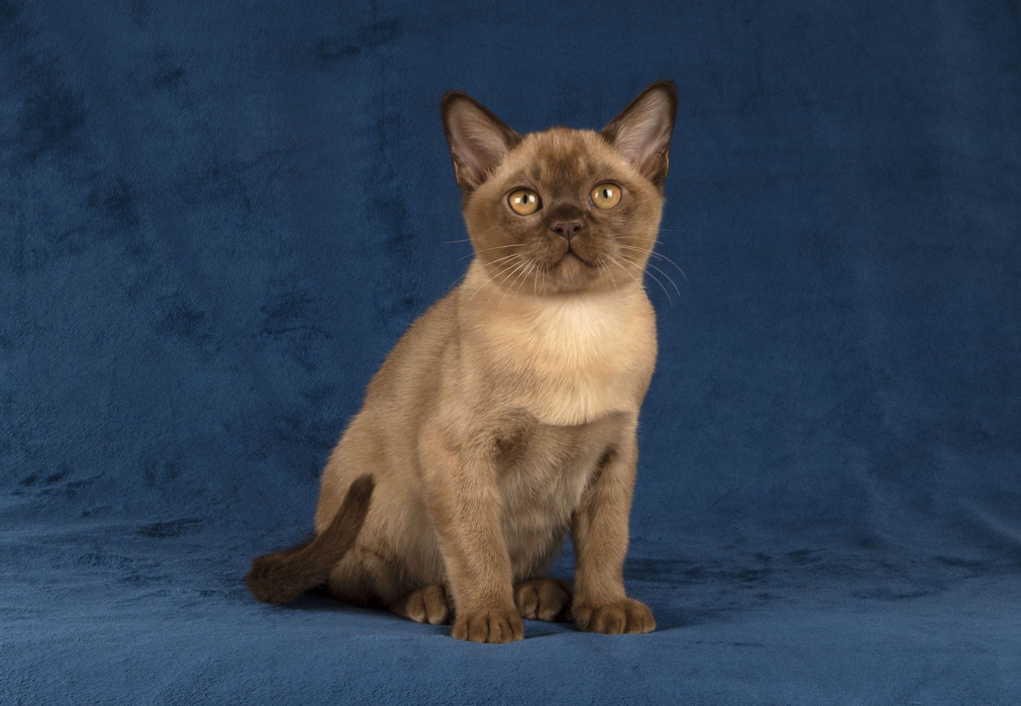 Бурманская кошка шоколадная. Бурма кошка. Американская Бурма. Шоколадная Бурманская кошка. Бурманский кот шоколадного окраса.