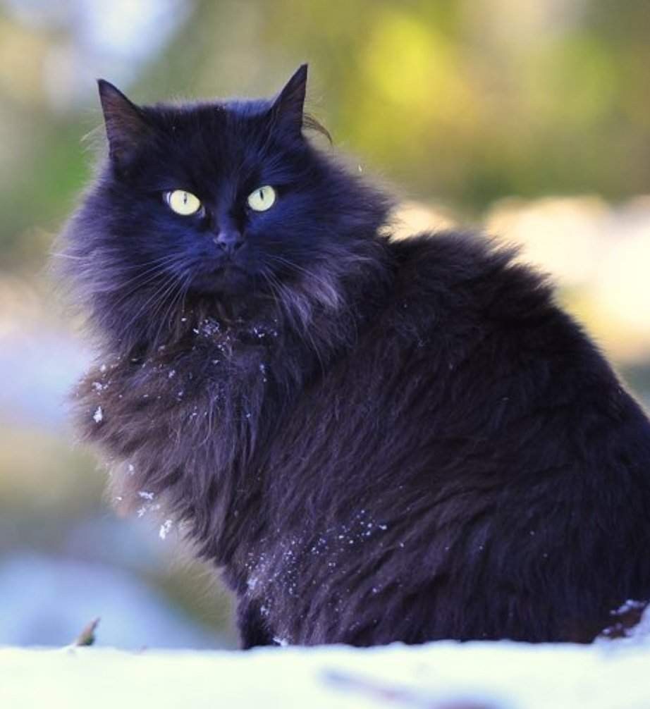 Черная лесная кошка - картинки и фото koshka.top